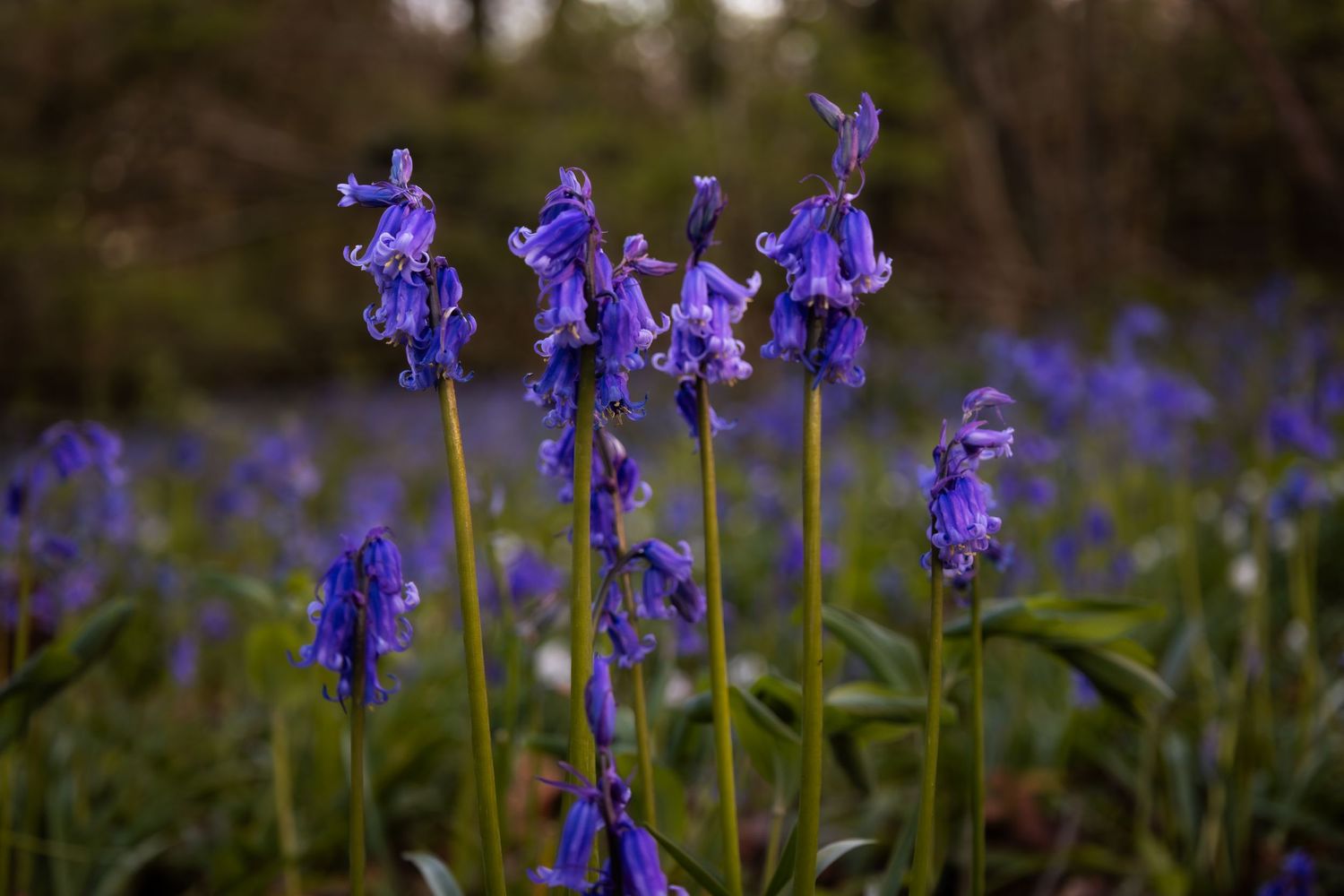 Close-up of vibrant purple bluebell flowers blooming in a woodland garden during spring.