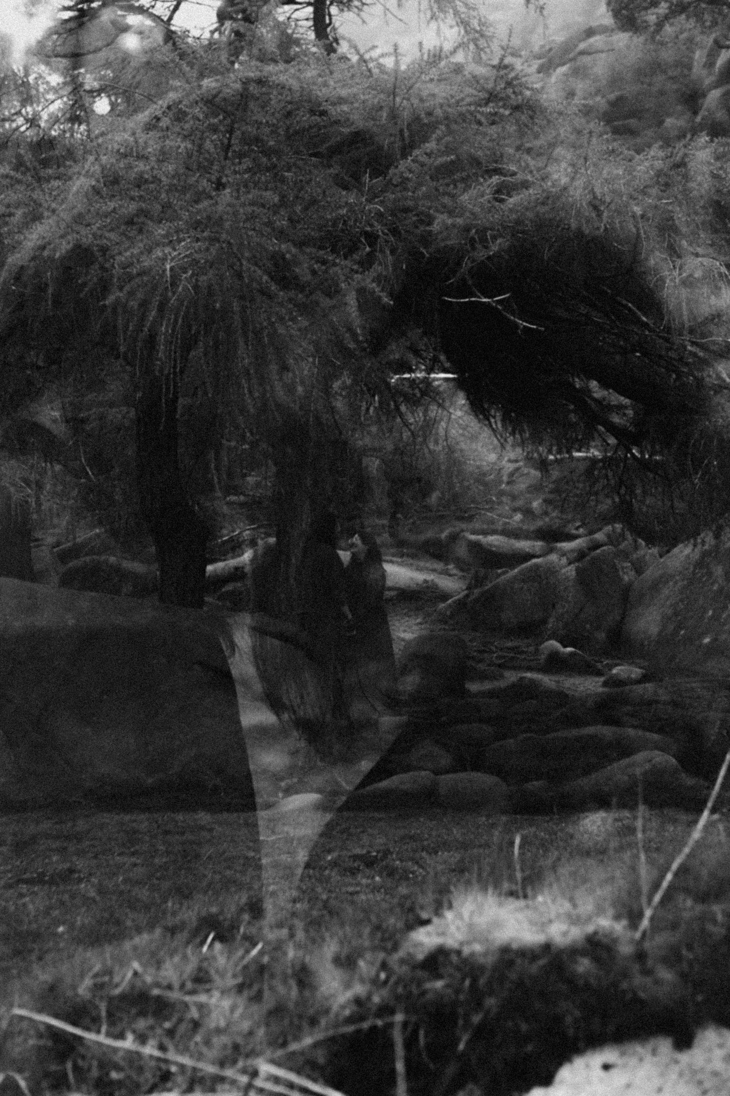 Ethereal black and white double exposure photograph blending a figure with a feathery tree and rocky landscape.