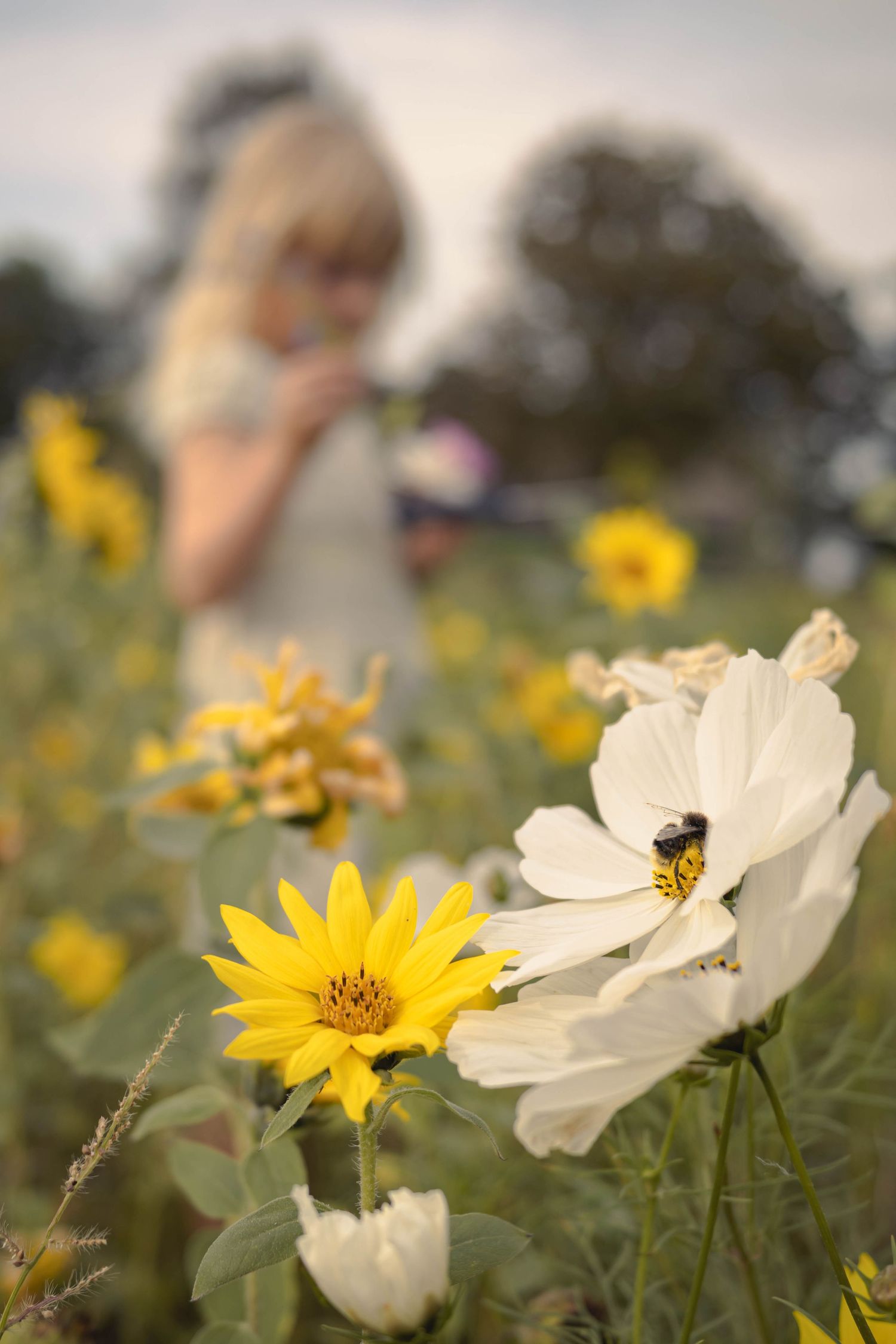 A bee pollinates white and yellow wildflowers in a sunny field with a blurred blonde woman in the background.