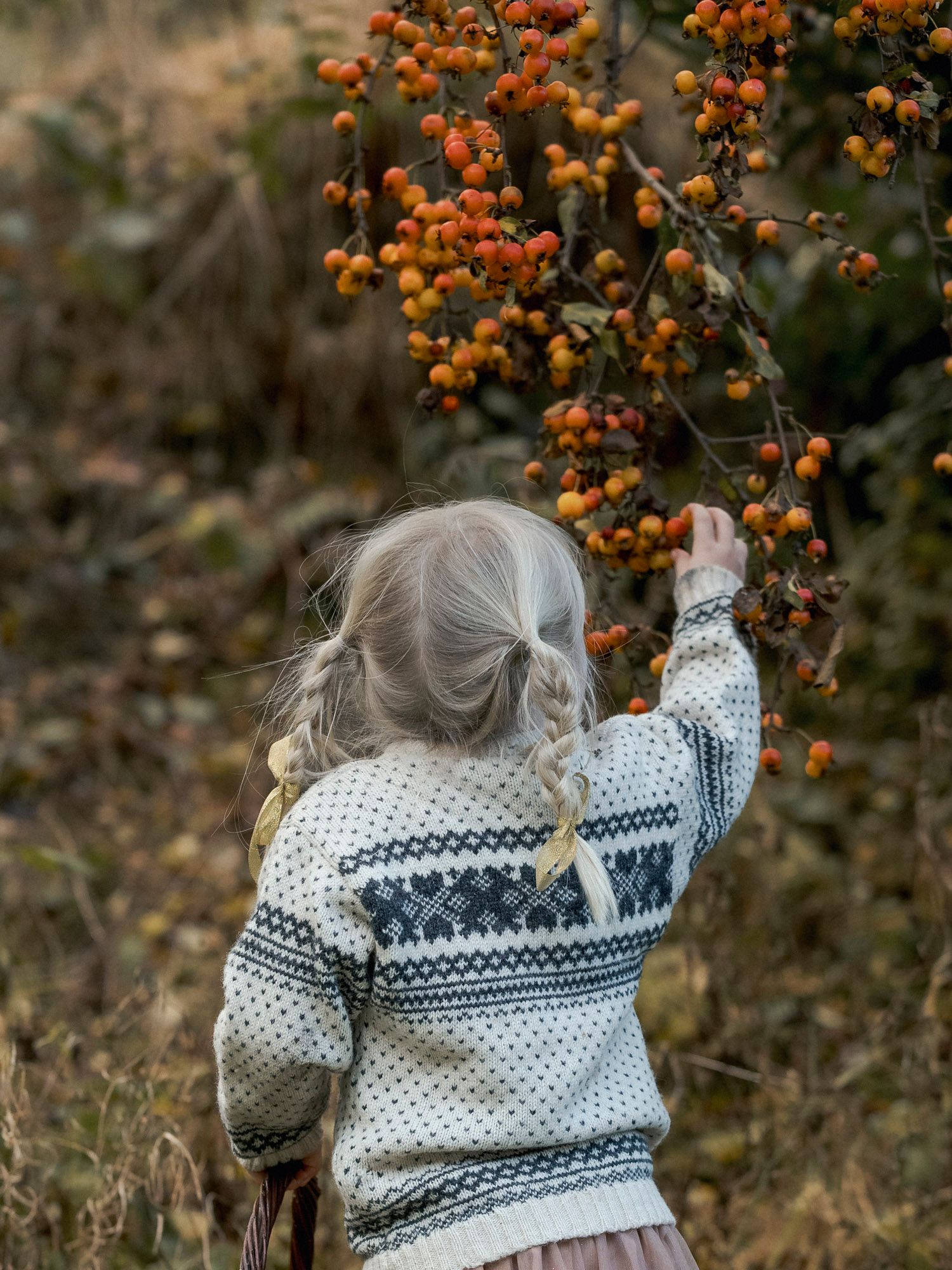 A young girl with blonde braids in a Nordic sweater reaches up to pick orange berries from a tree branch outdoors.