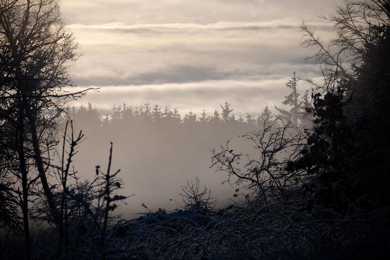 Silhouettes of bare trees against a moody sunset sky create a dramatic winter landscape.