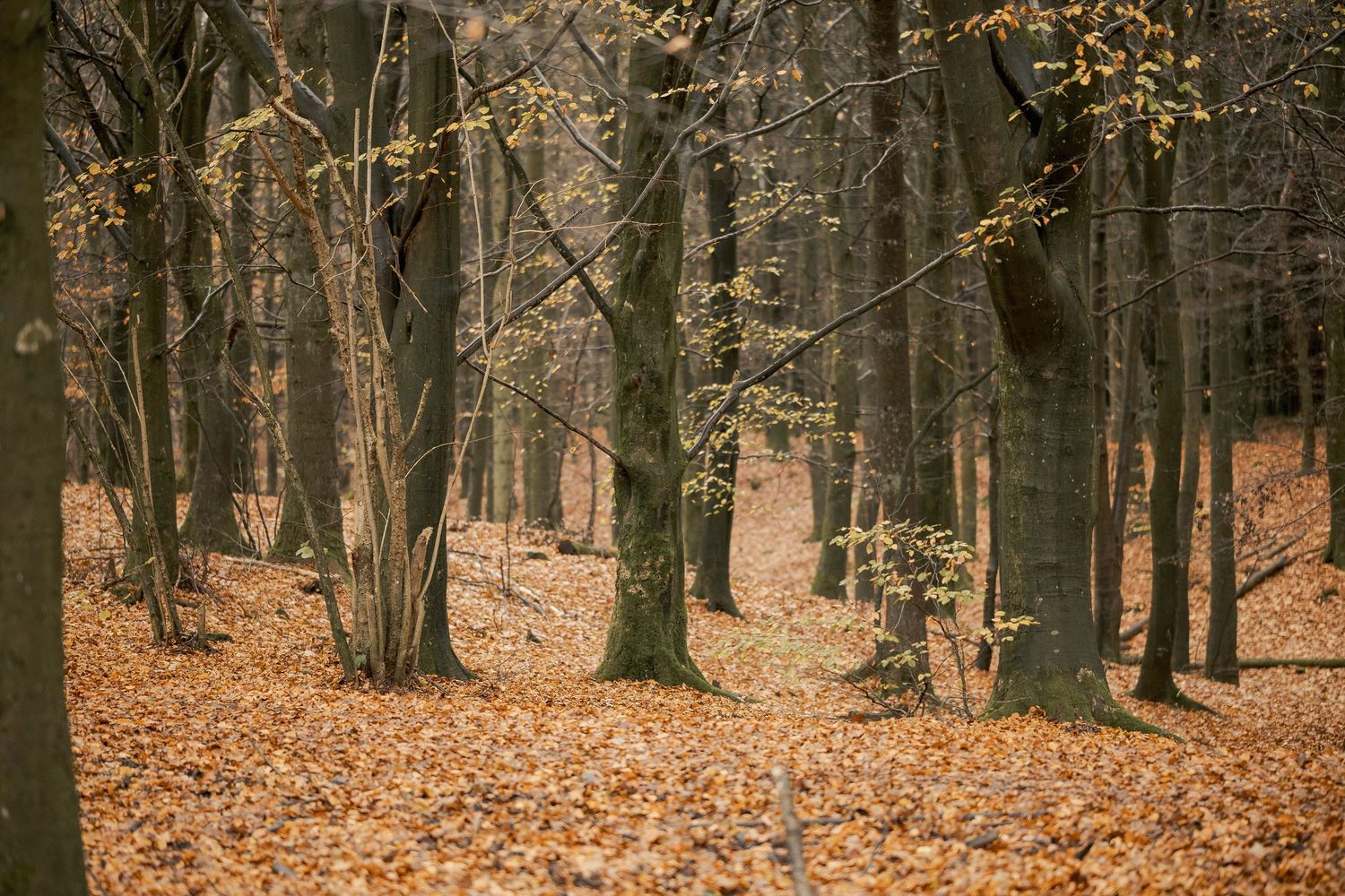 Autumn forest with bare trees and a carpet of fallen orange leaves covering the woodland floor.