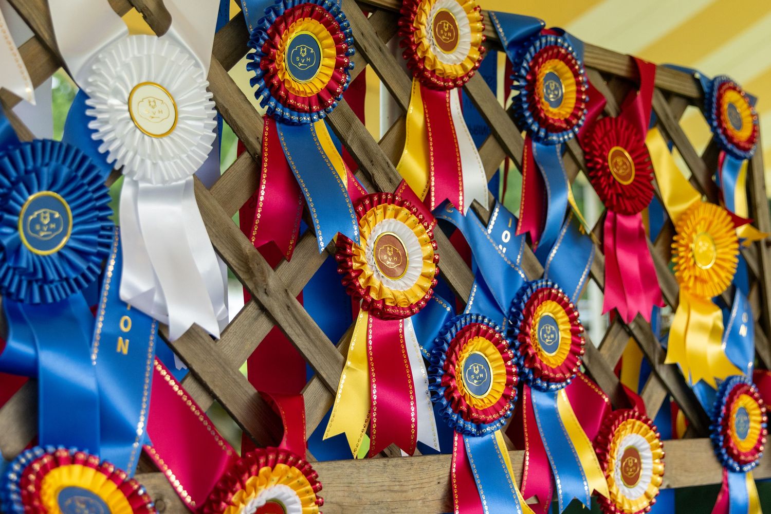 Colorful award ribbons with red, white, and blue rosettes displayed at a competition event.