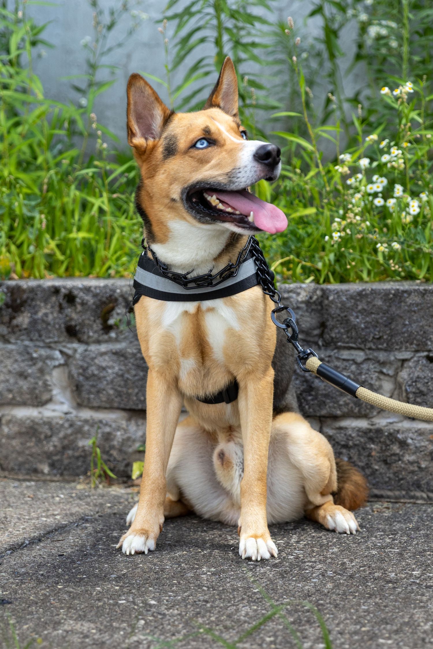 Happy brown and white mixed breed dog wearing a collar sits attentively on stone pavement surrounded by green plants.