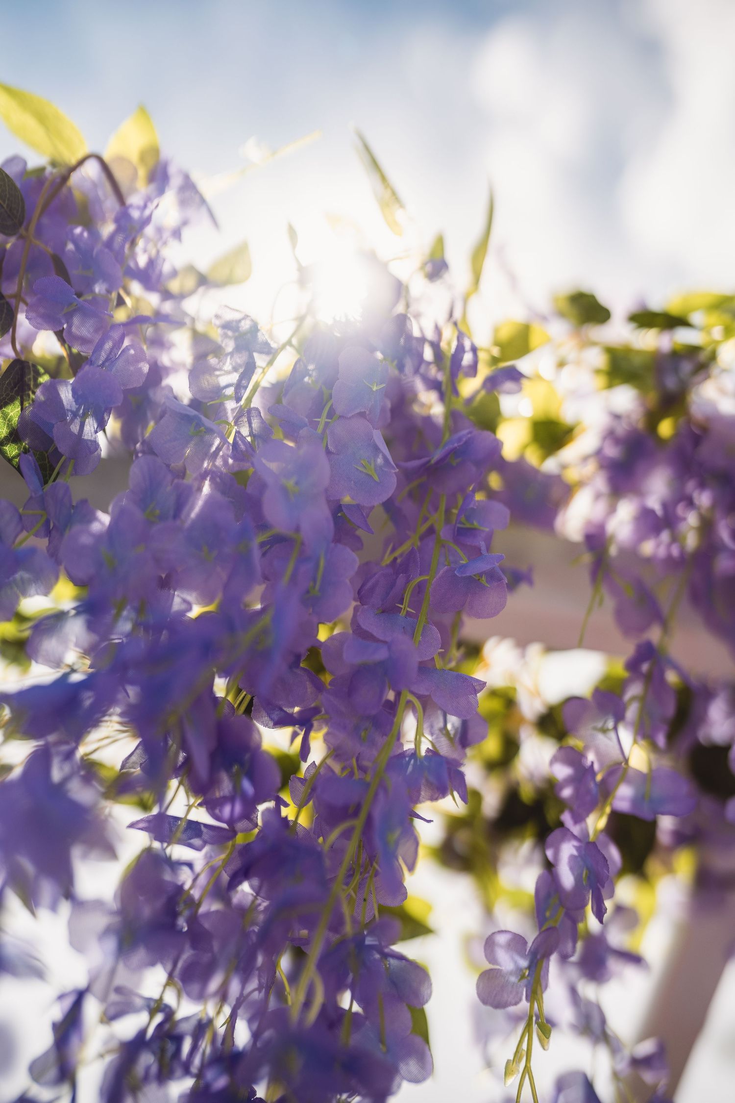 Delicate purple wisteria flowers blooming in soft sunlight.