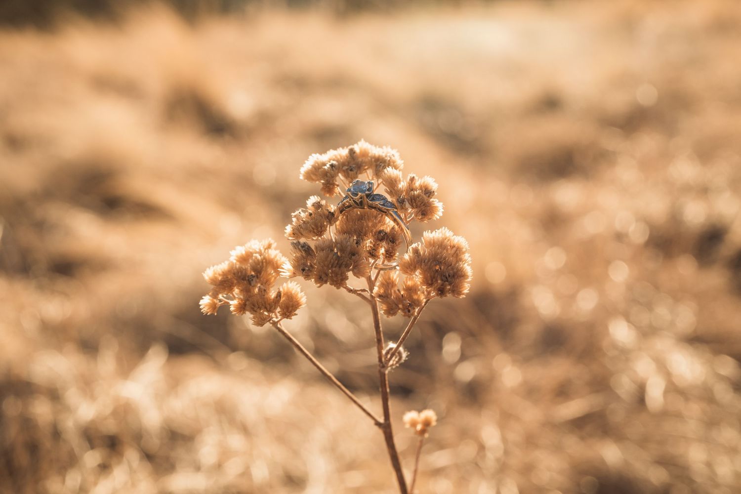 Golden dried wildflowers sway in the sunlight against a warm brown background.