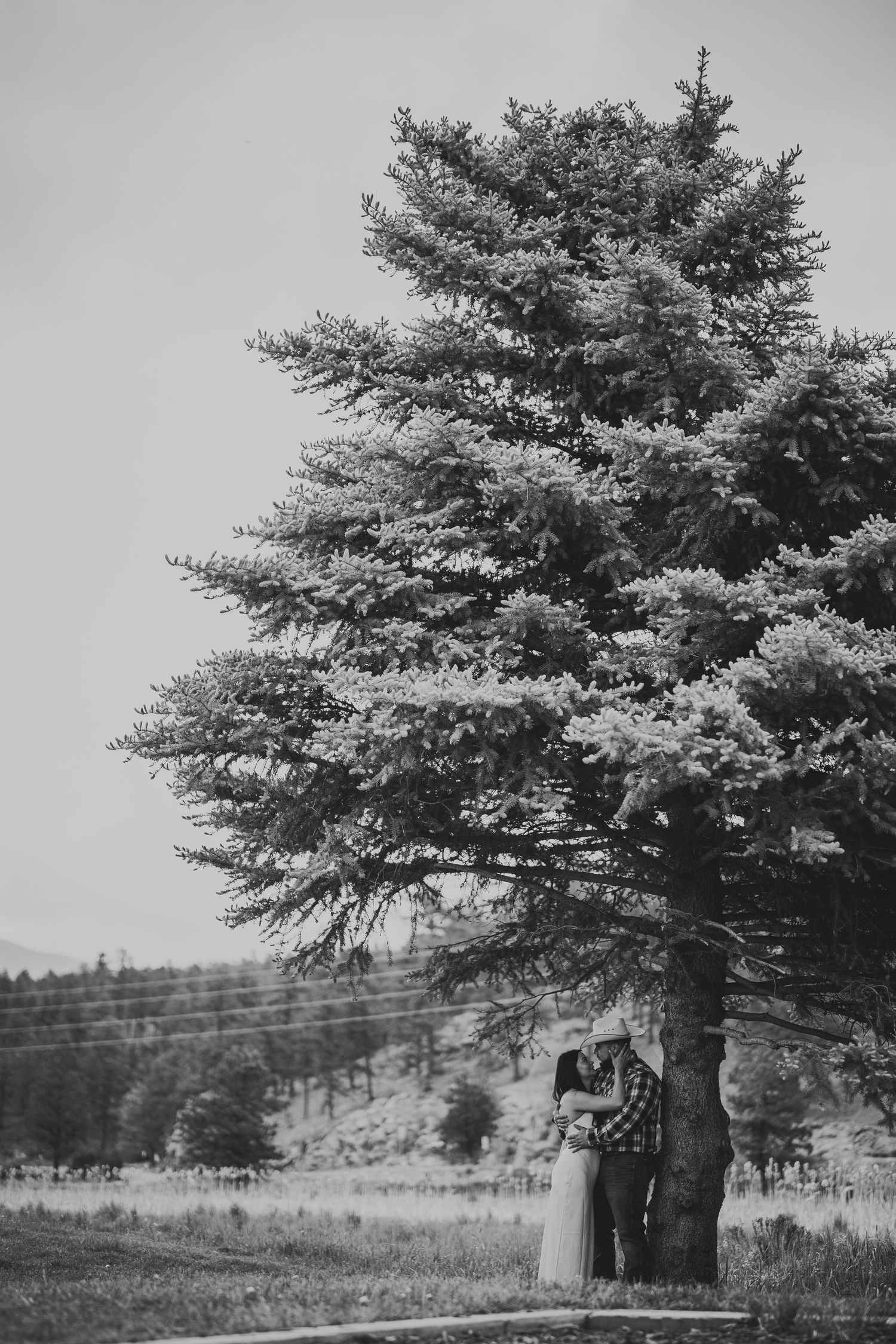 Black and white engagement photos taken under large evergreen trees in a field.
