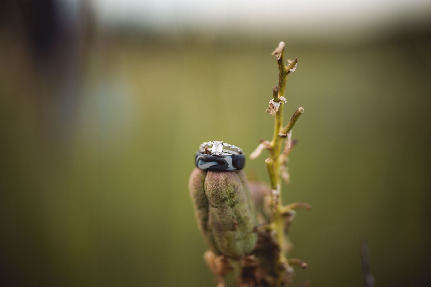 Wedding rings balanced on a dried plant stem with bokeh background.