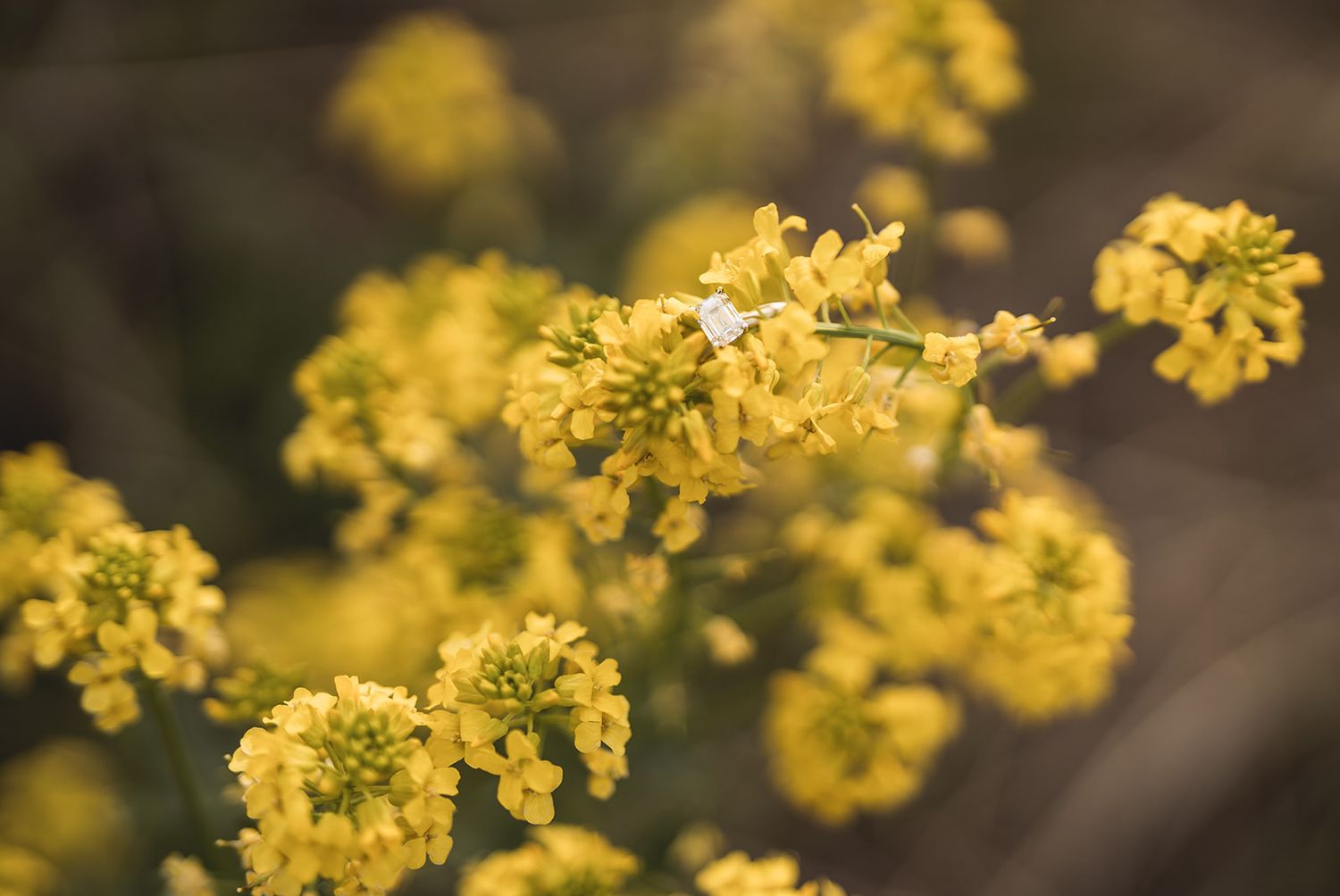 Close-up detail of vibrant yellow wildflowers blooming in natural sunlight.