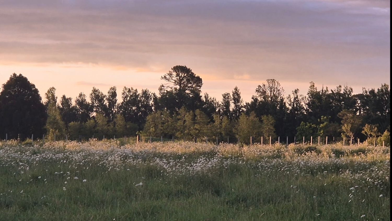 Panoramic view of a rural landscape at sunset with silhouetted trees and golden sky.