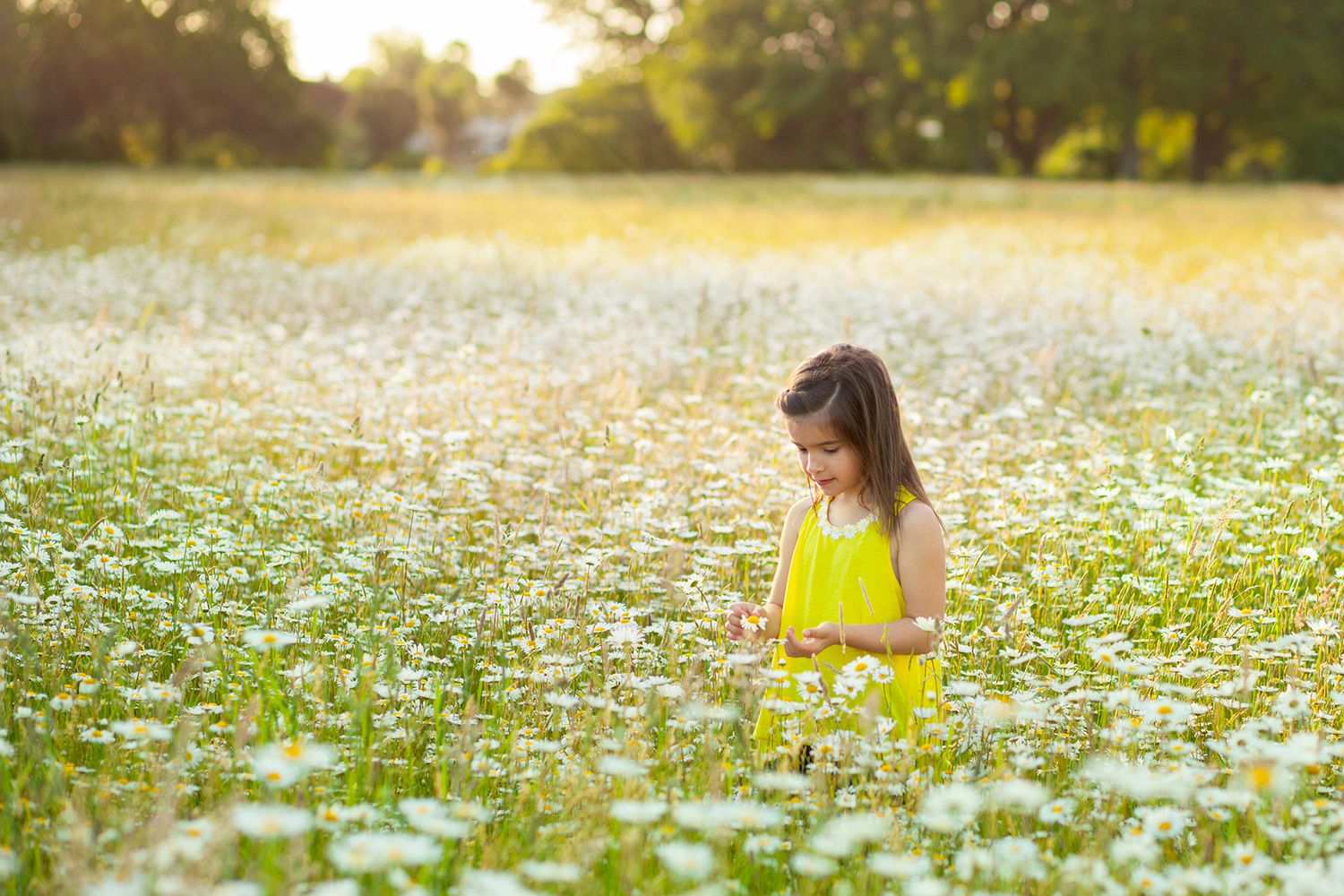 Person in yellow dress walks through a blooming daisy field at sunset creating a dreamy summer scene.