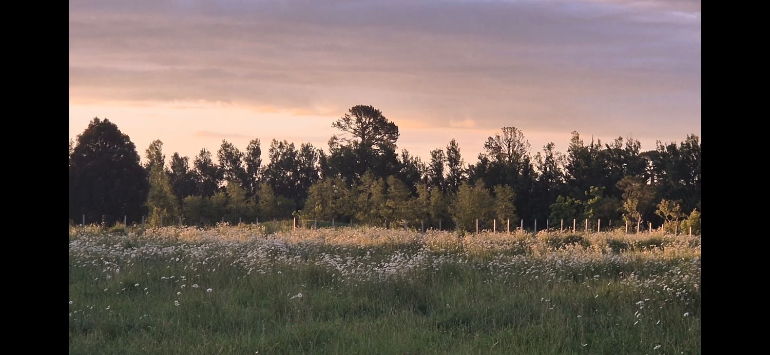 Panoramic landscape view of trees and fields at sunset with golden light illuminating the horizon.