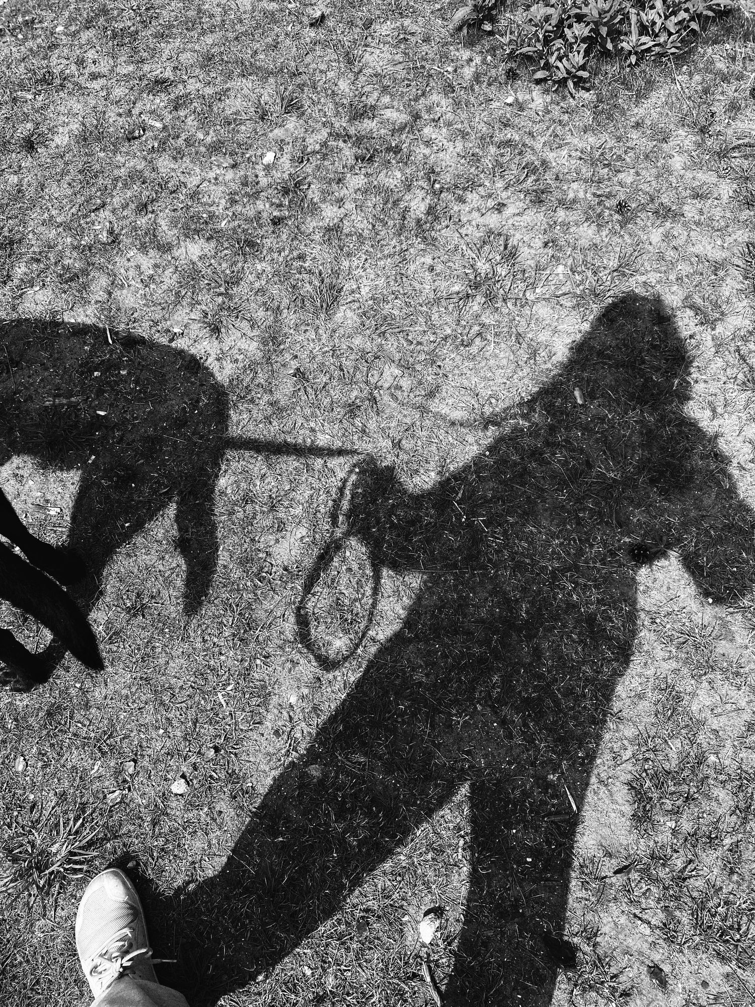 Abstract sequence of dark shadows and silhouettes against a textured light background.