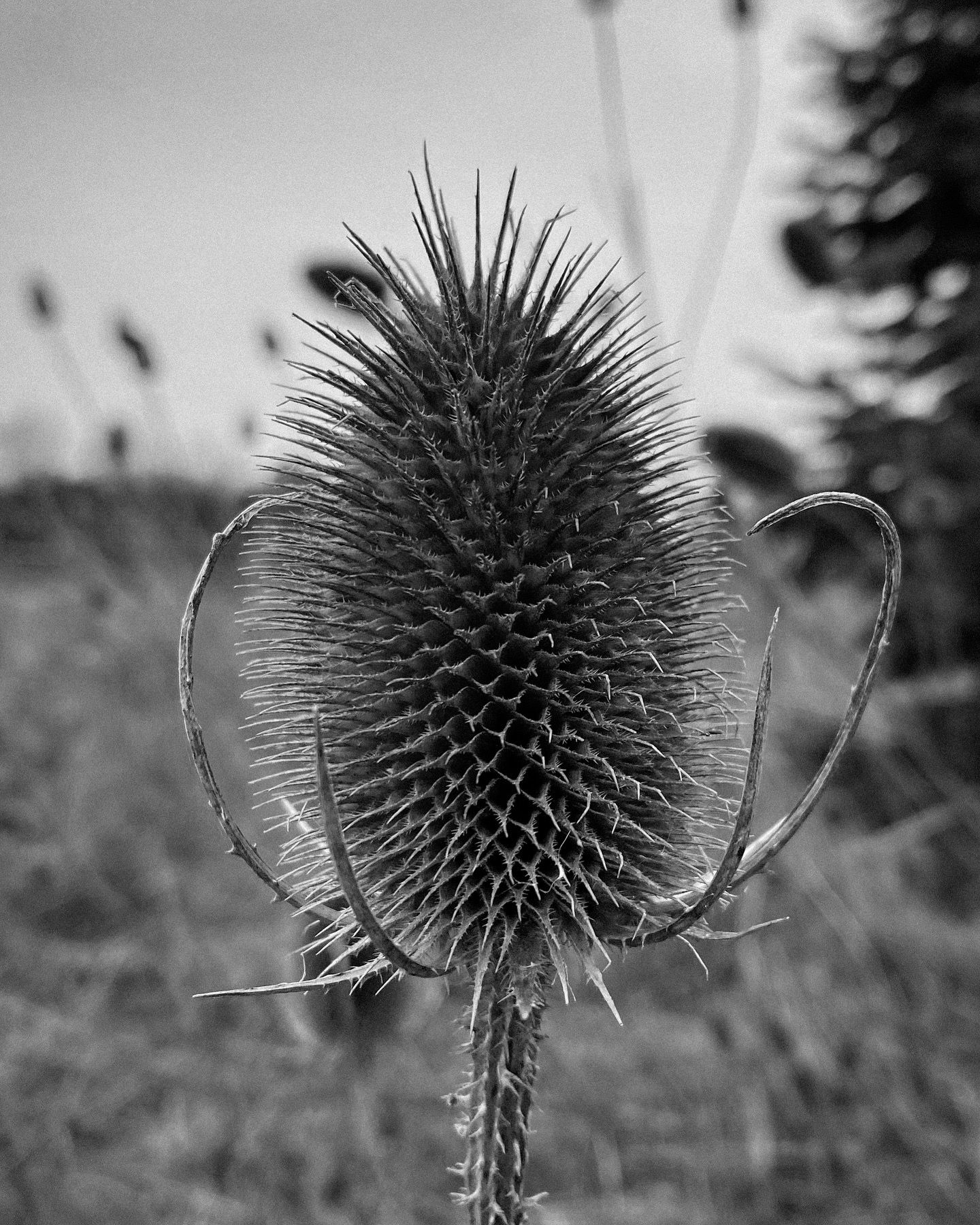 Close-up black and white photograph of a dried thistle flower head with spiky texture.