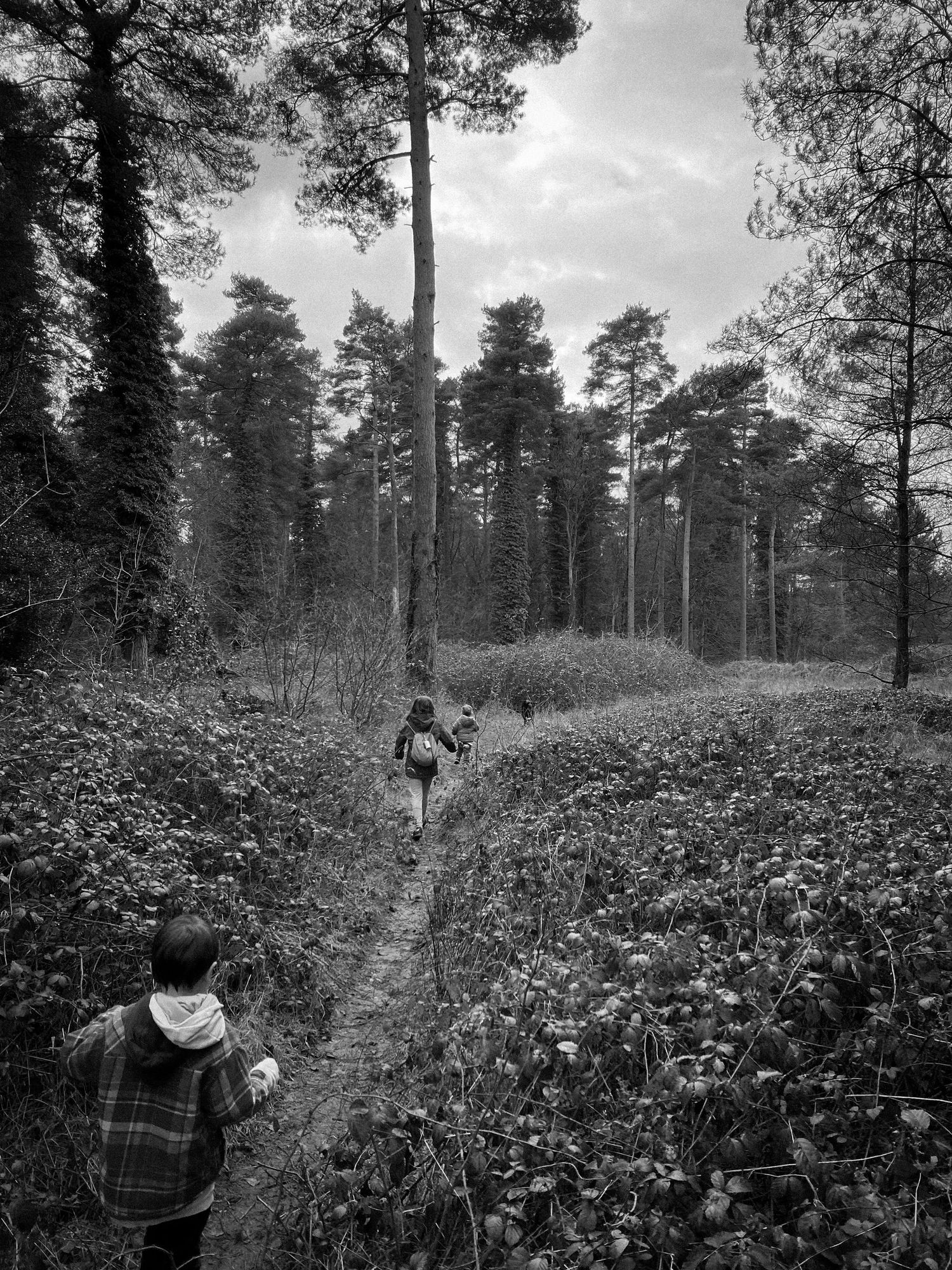 Pine forest landscape with dense underbrush and tall trees in black and white.