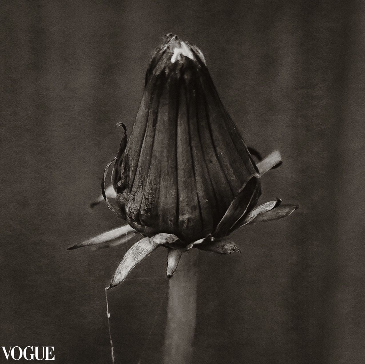 Black and white macro photograph of closed flower bud with dramatic lighting.