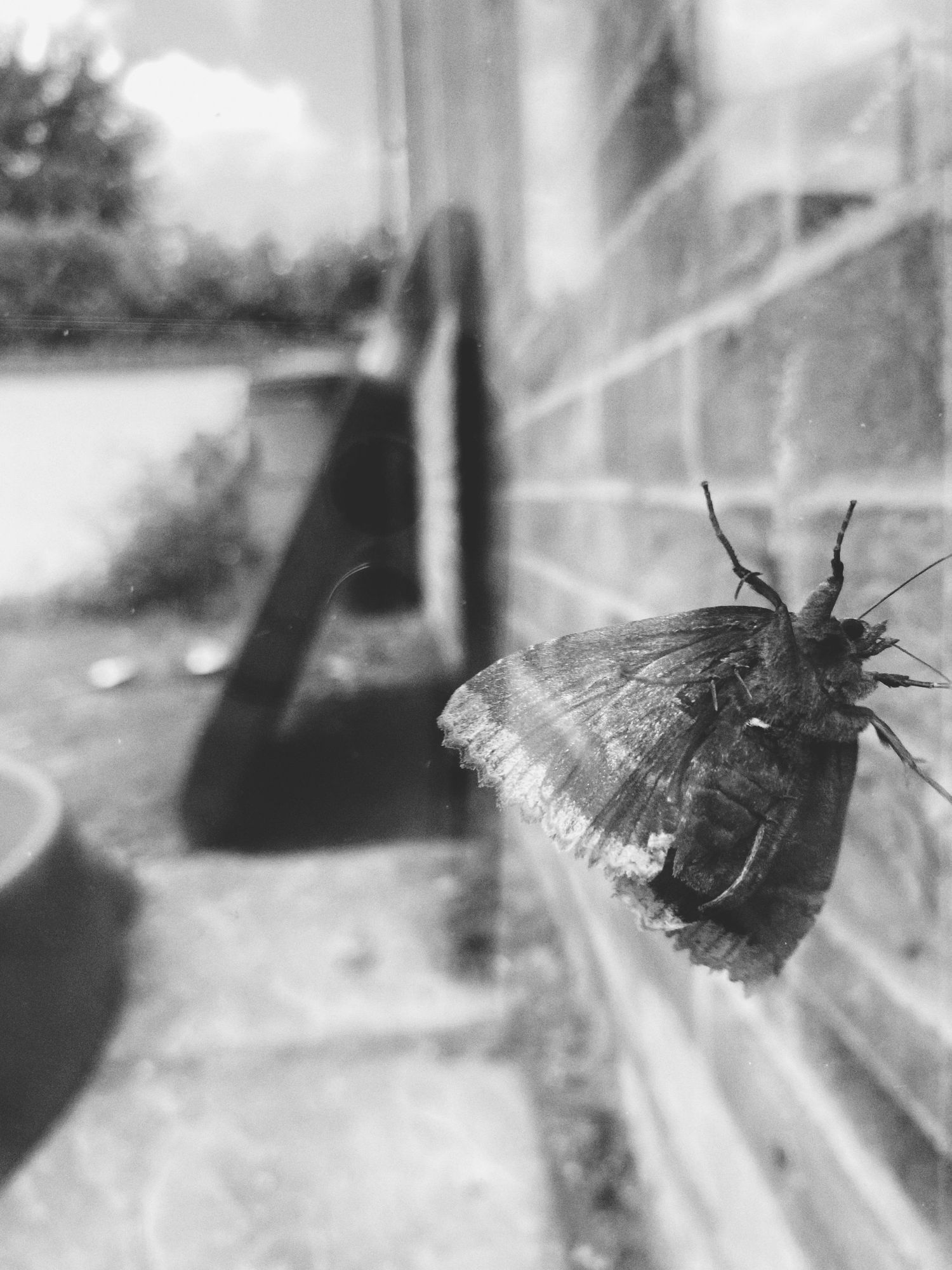 Close-up black and white photo of a moth or butterfly on a textured surface.