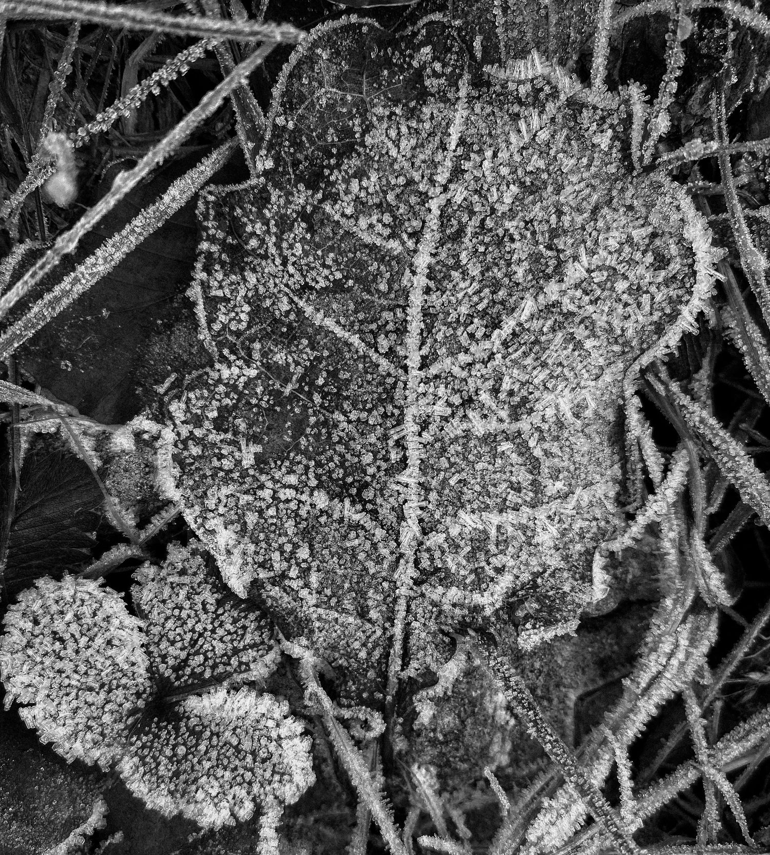 Close-up of frost crystals forming intricate patterns on branches.