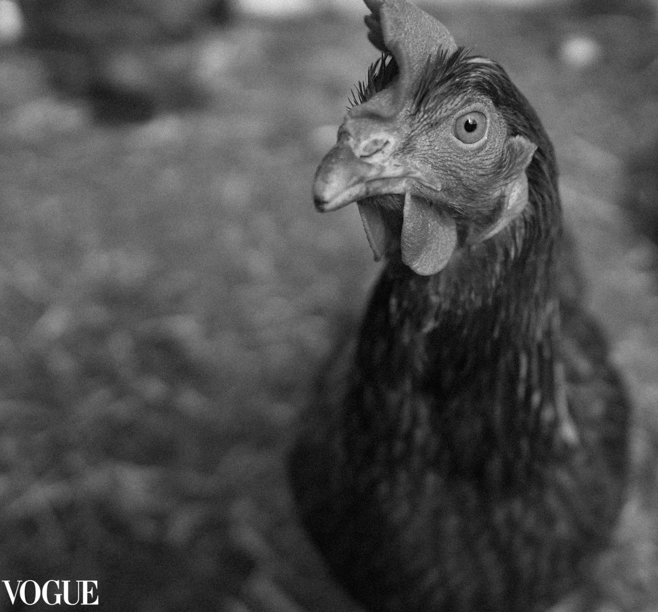 Close-up black and white portrait of a chicken with detailed eye and comb features.