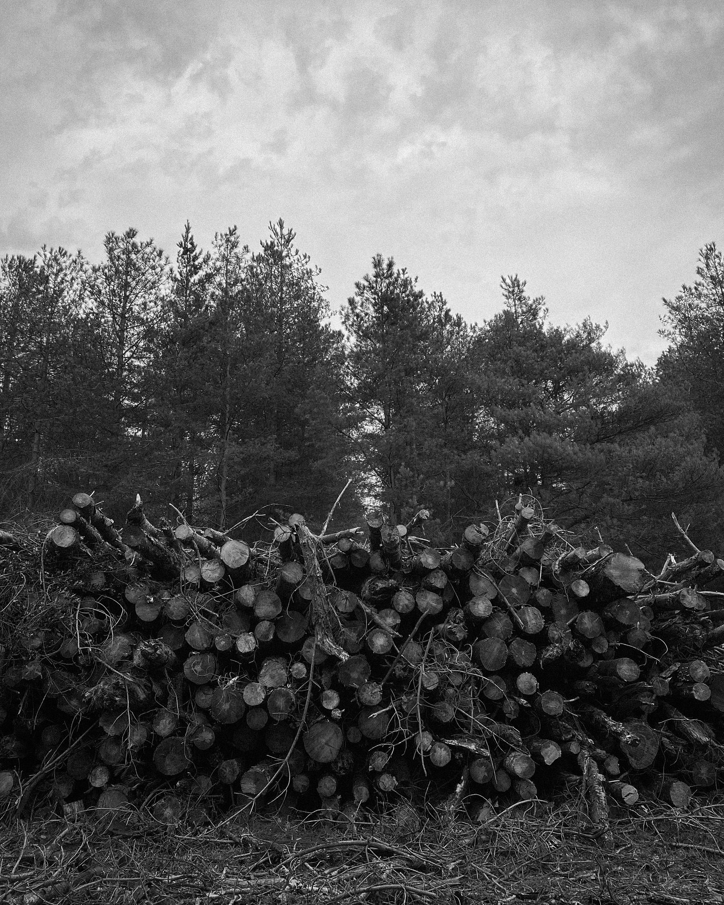 Stack of cut logs piled against a treeline under cloudy skies in black and white.