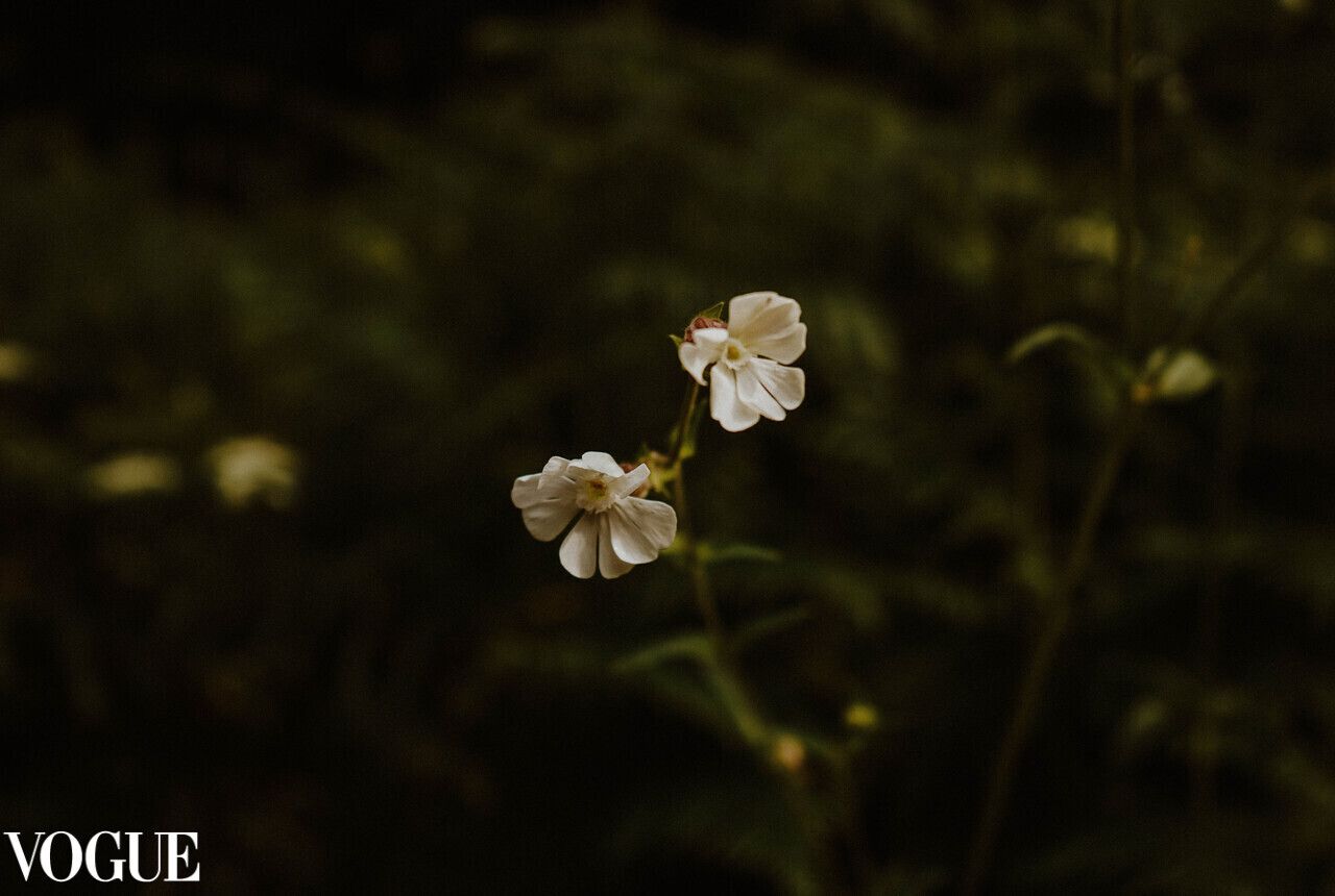 Two delicate white flowers in soft focus against dark natural background.