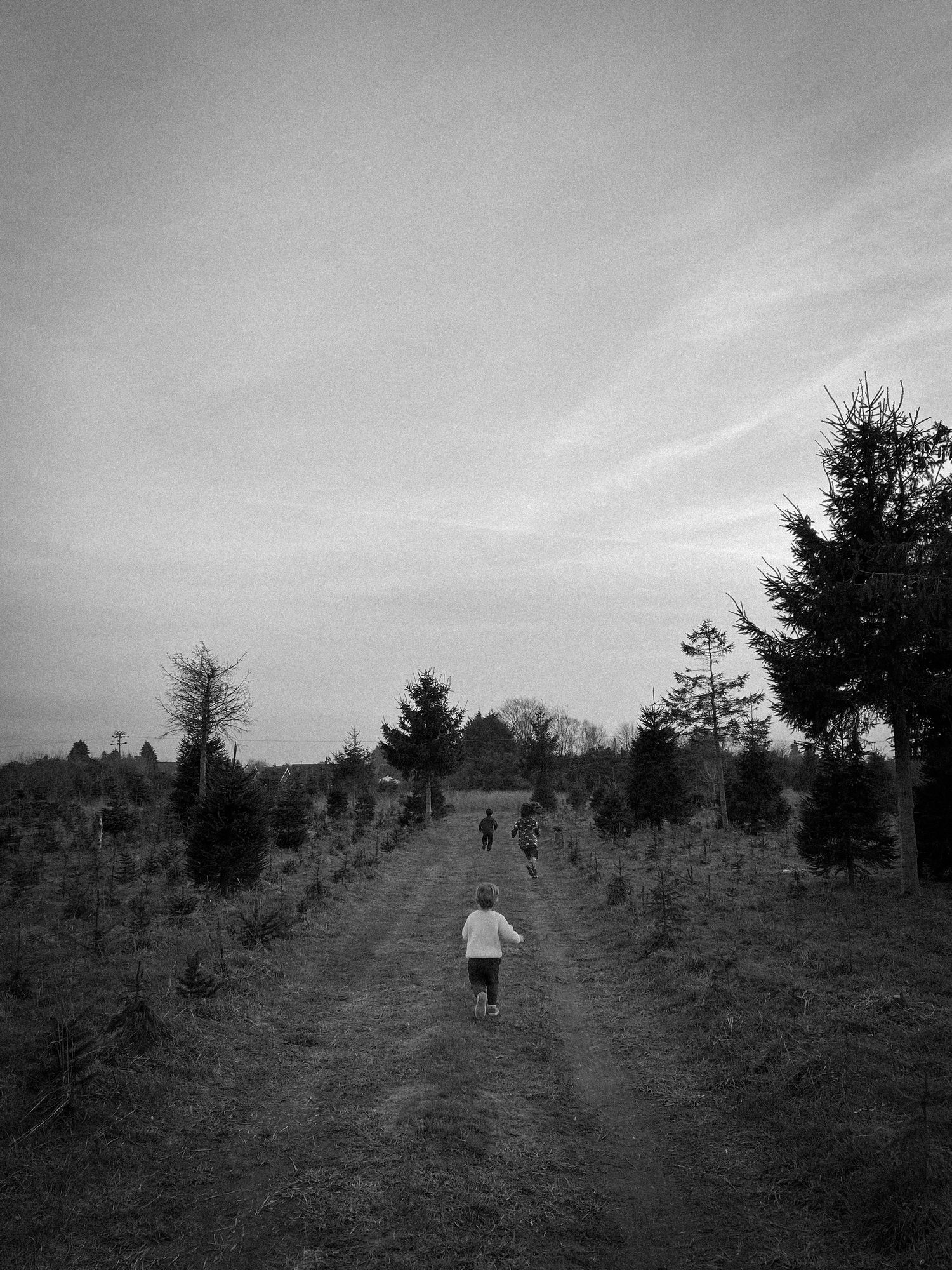 A figure walks up a grassy hill path surrounded by evergreen trees in black and white.