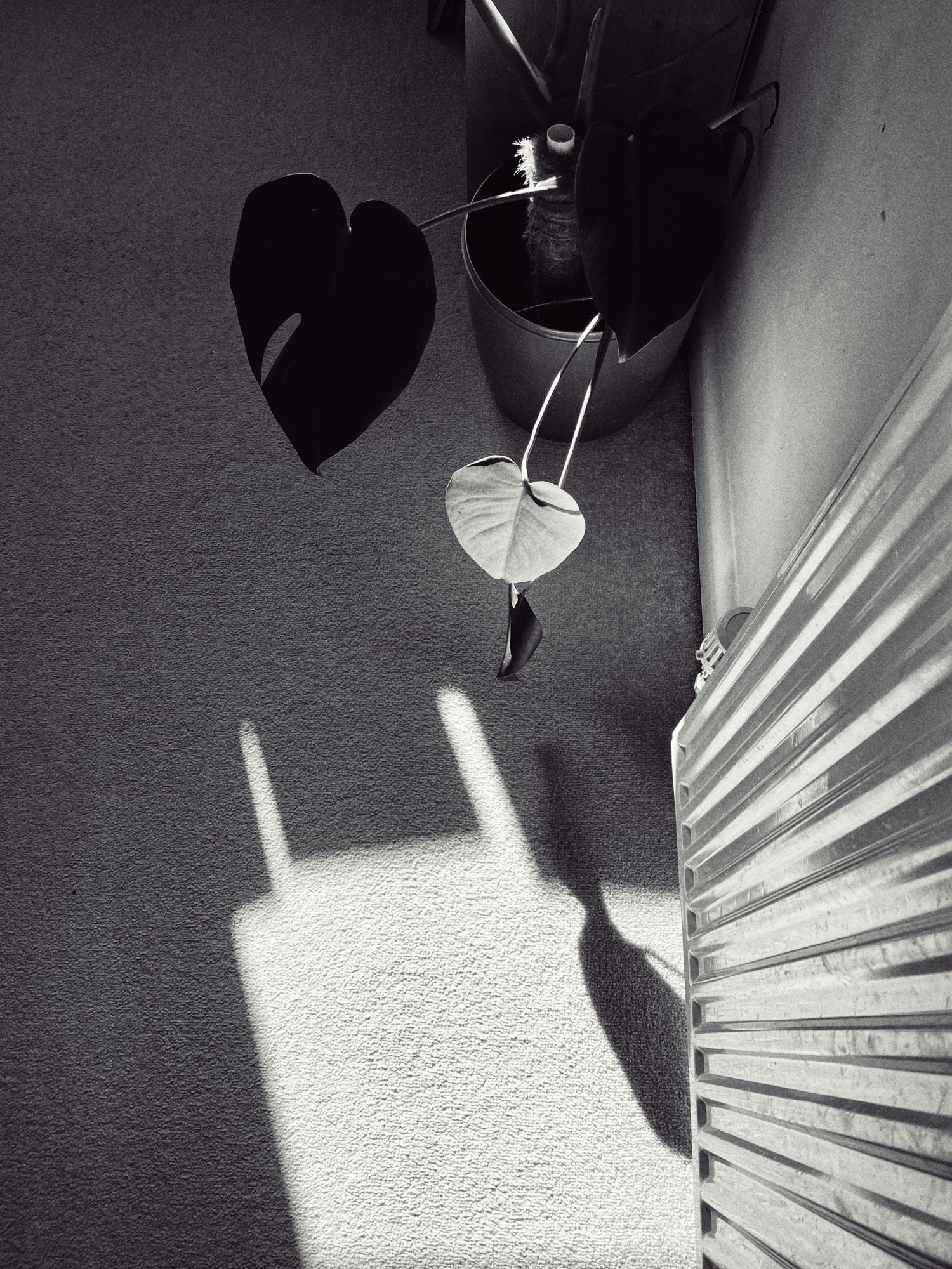 Dramatic shadow patterns creating geometric lines and shapes on a white textured surface.