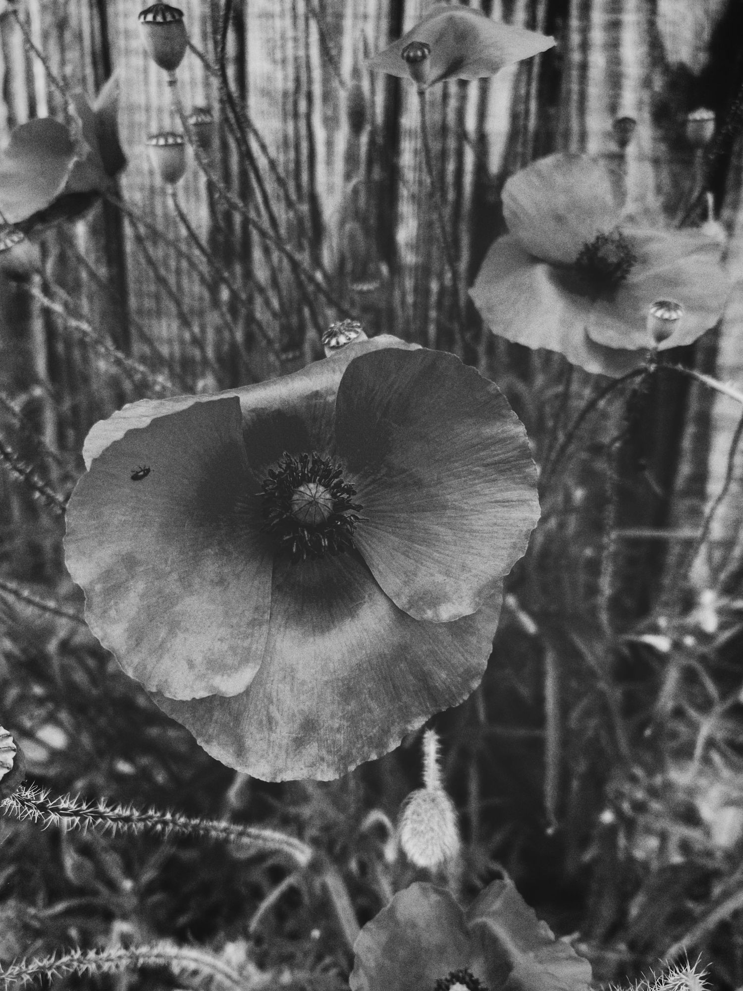 Close-up black and white photo of a delicate poppy flower with bamboo stalks in background.