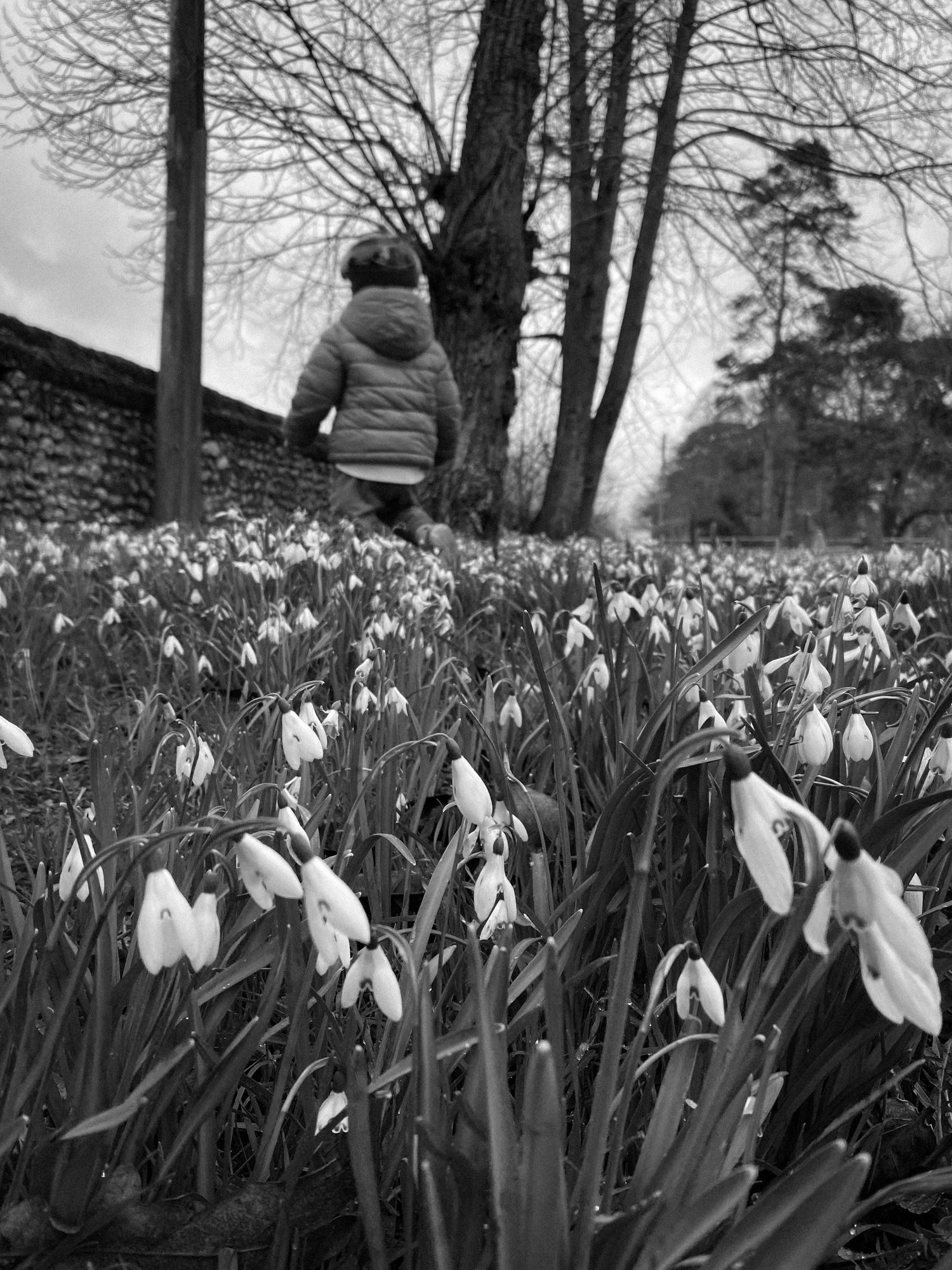 A field of blooming snowdrops with a figure standing among bare winter trees in black and white.