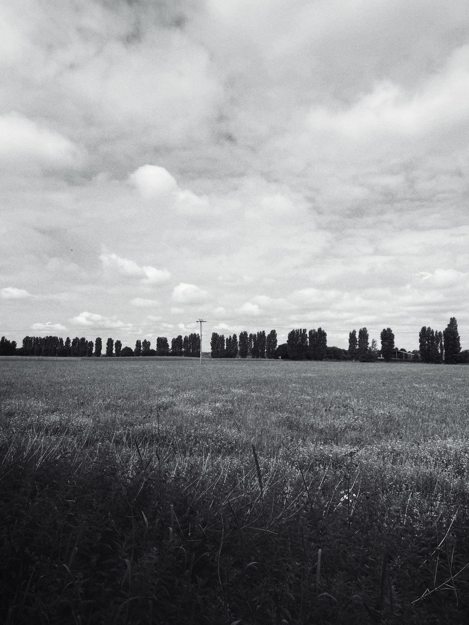Monochrome landscape with row of trees on horizon under cloudy sky.