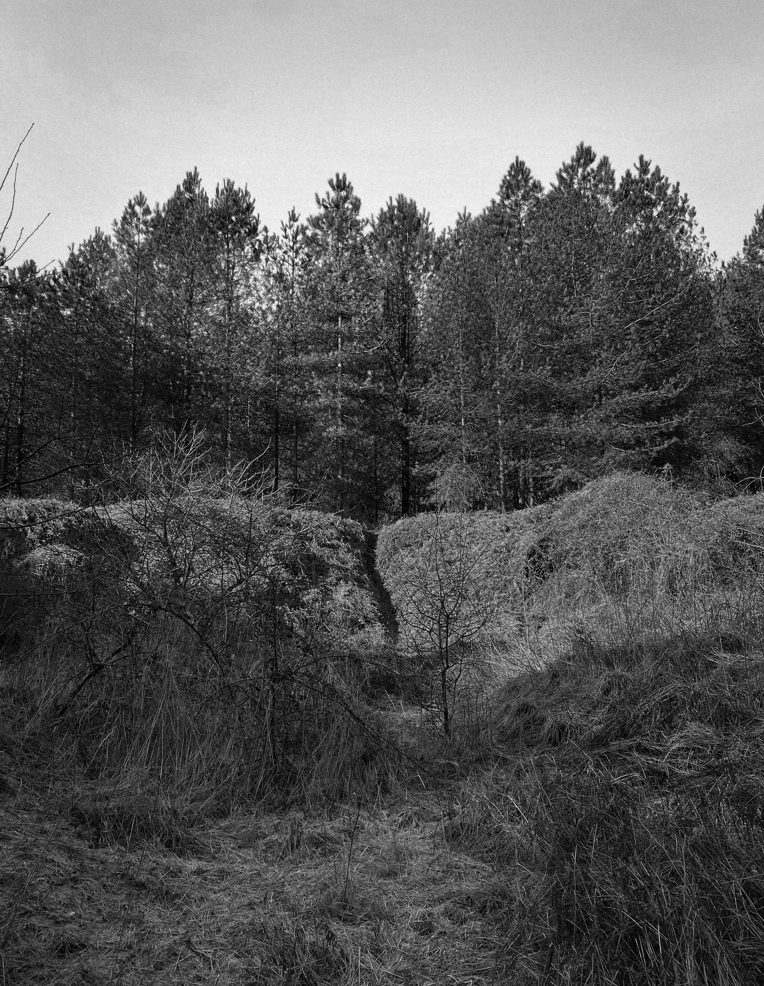 Moody black and white landscape of pine trees on a hillside.