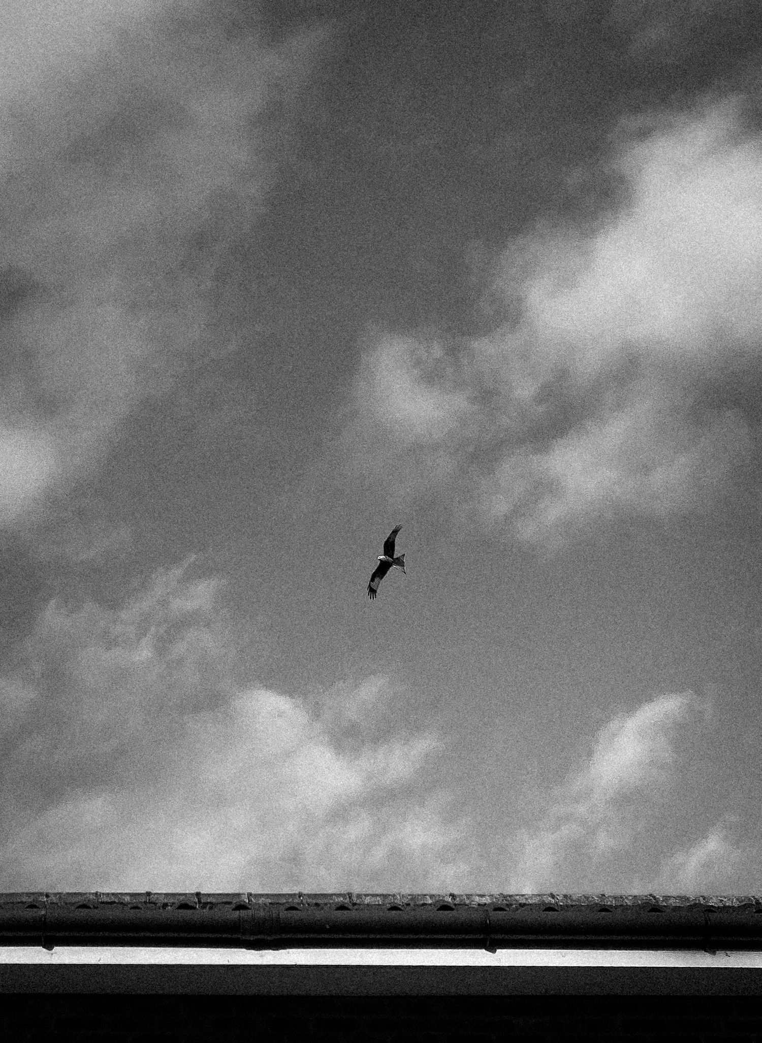 A lone bird soars against cloudy sky in dramatic black and white photograph.