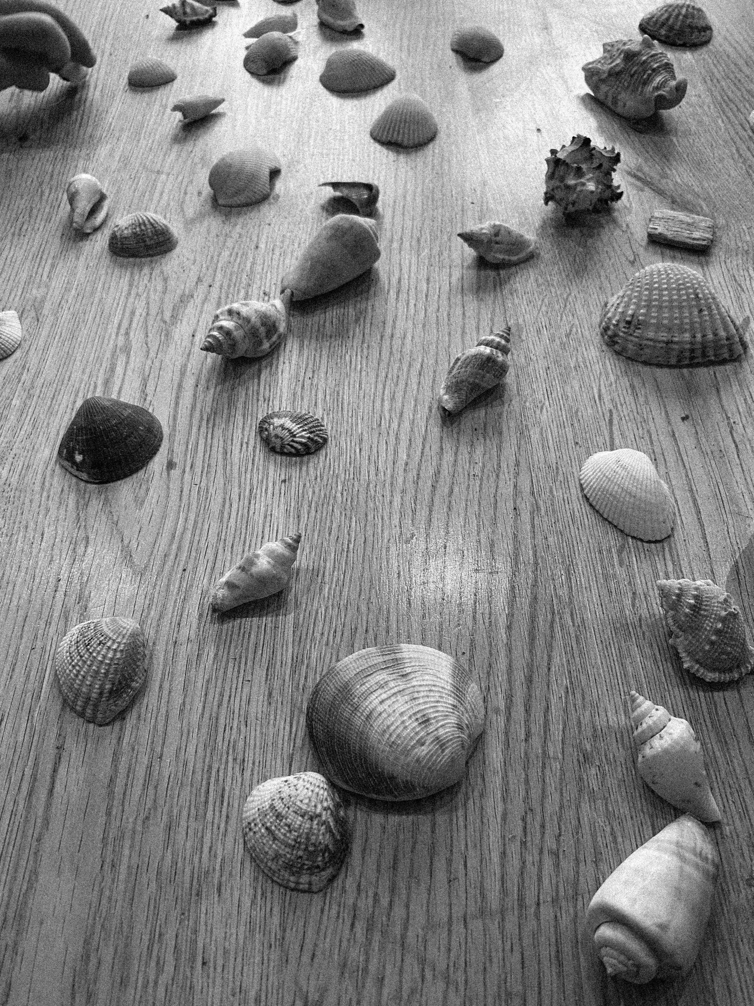 A collection of seashells scattered across a wooden surface in black and white.