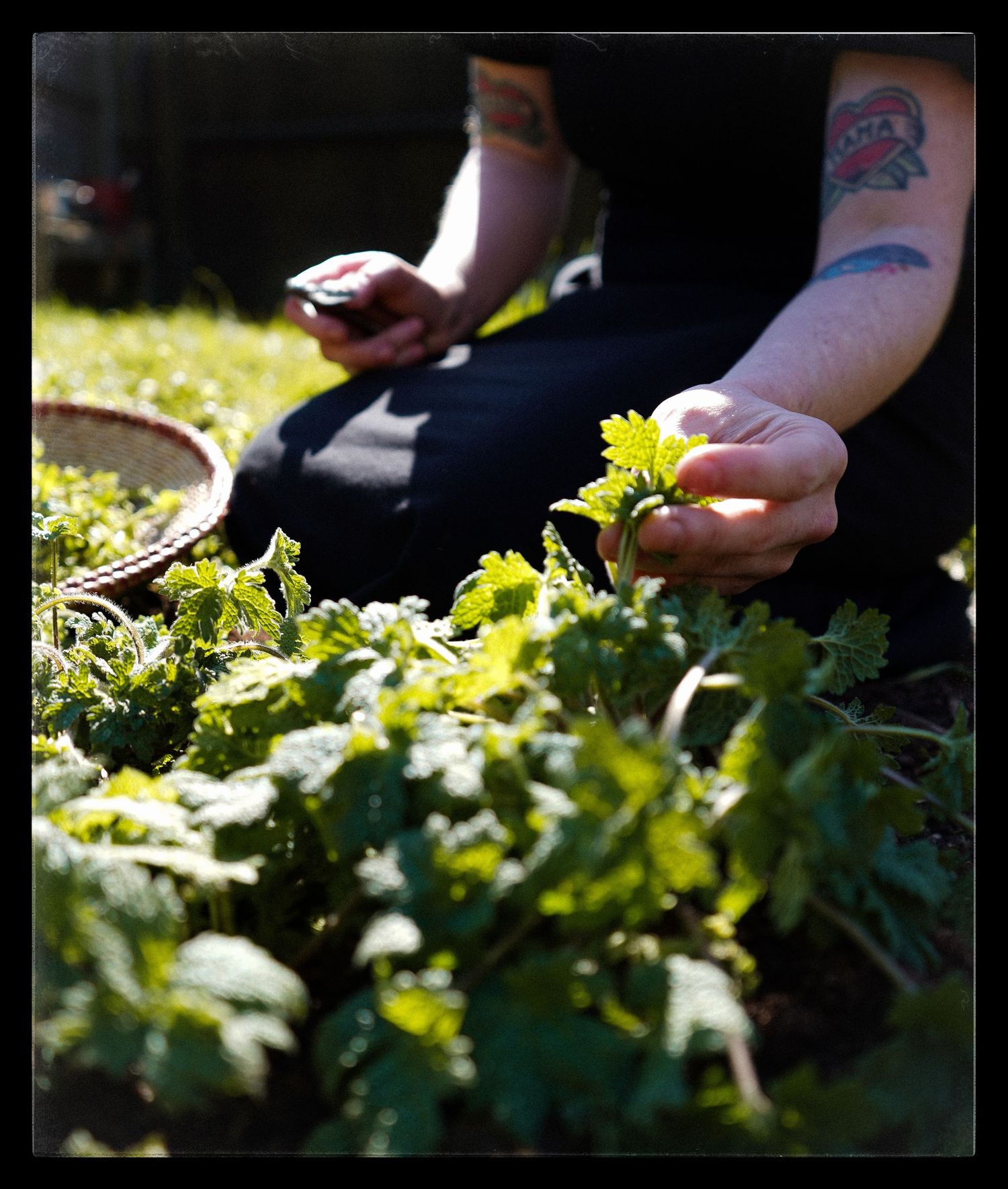 A hand trims yellow flowers and green leaves in a sunny garden scene, creating a progression of gardening steps.