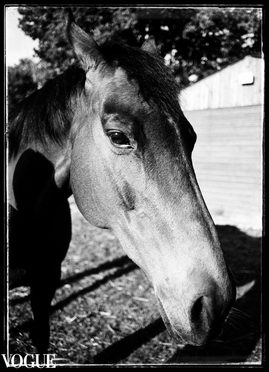 Black and white close-up portrait of a horse's face with striking features against a blurred background.