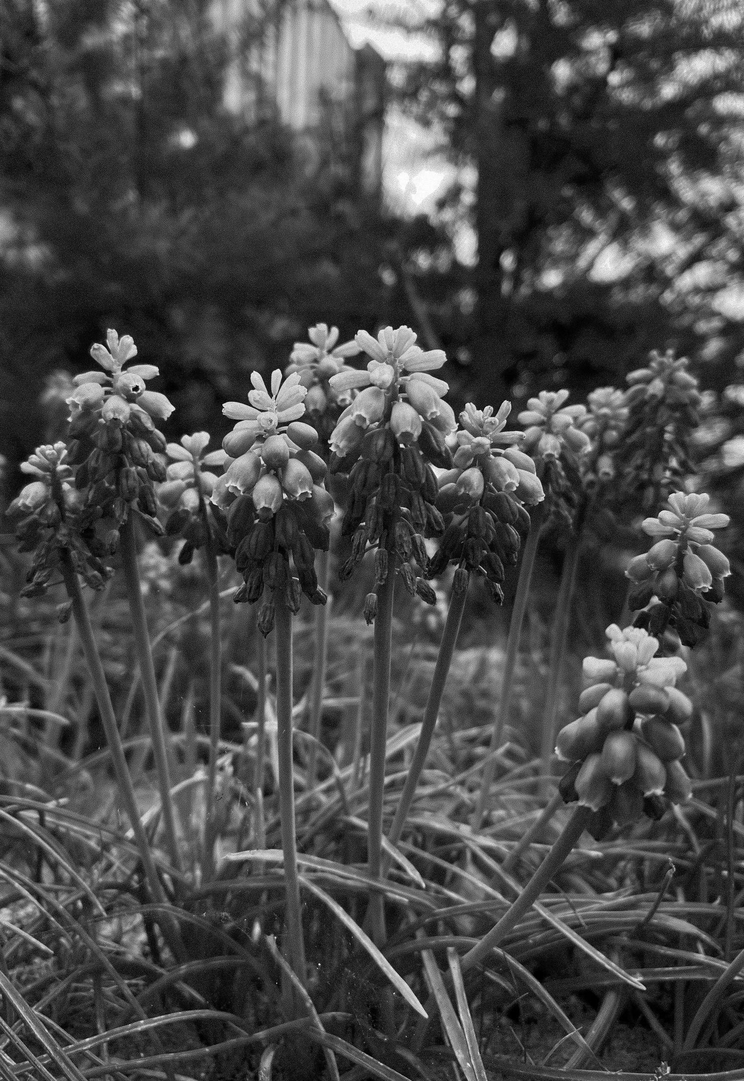 Black and white close-up of grape hyacinth flowers in a garden setting.