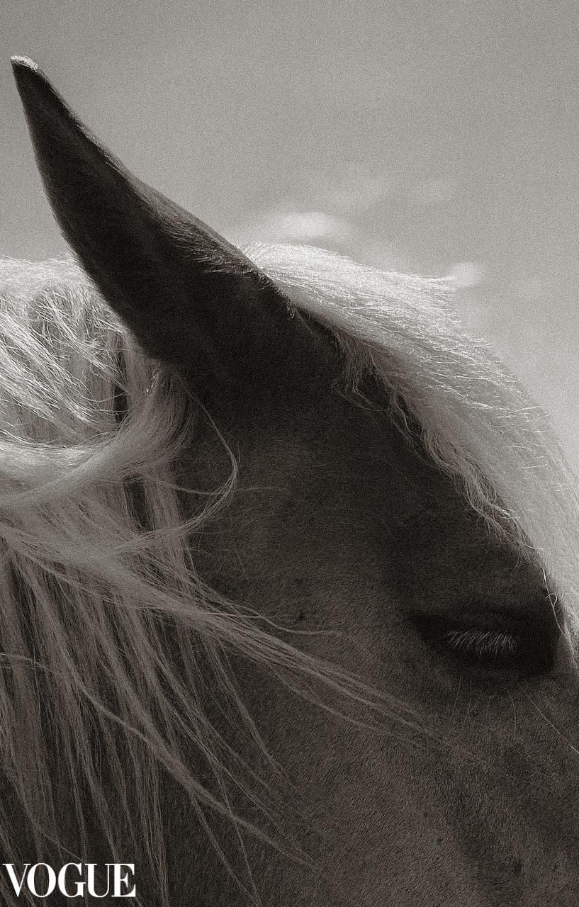 Artistic black and white close-up of horse's face showing flowing mane and profile.
