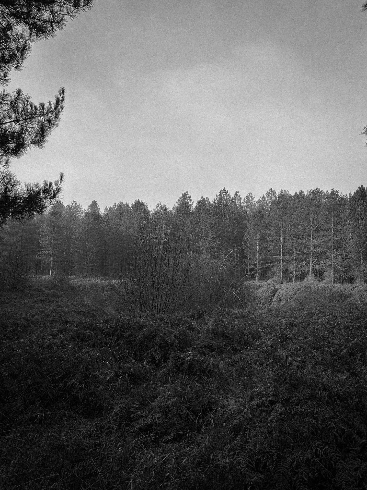 Moody black and white forest landscape with tall pine trees and dense underbrush.