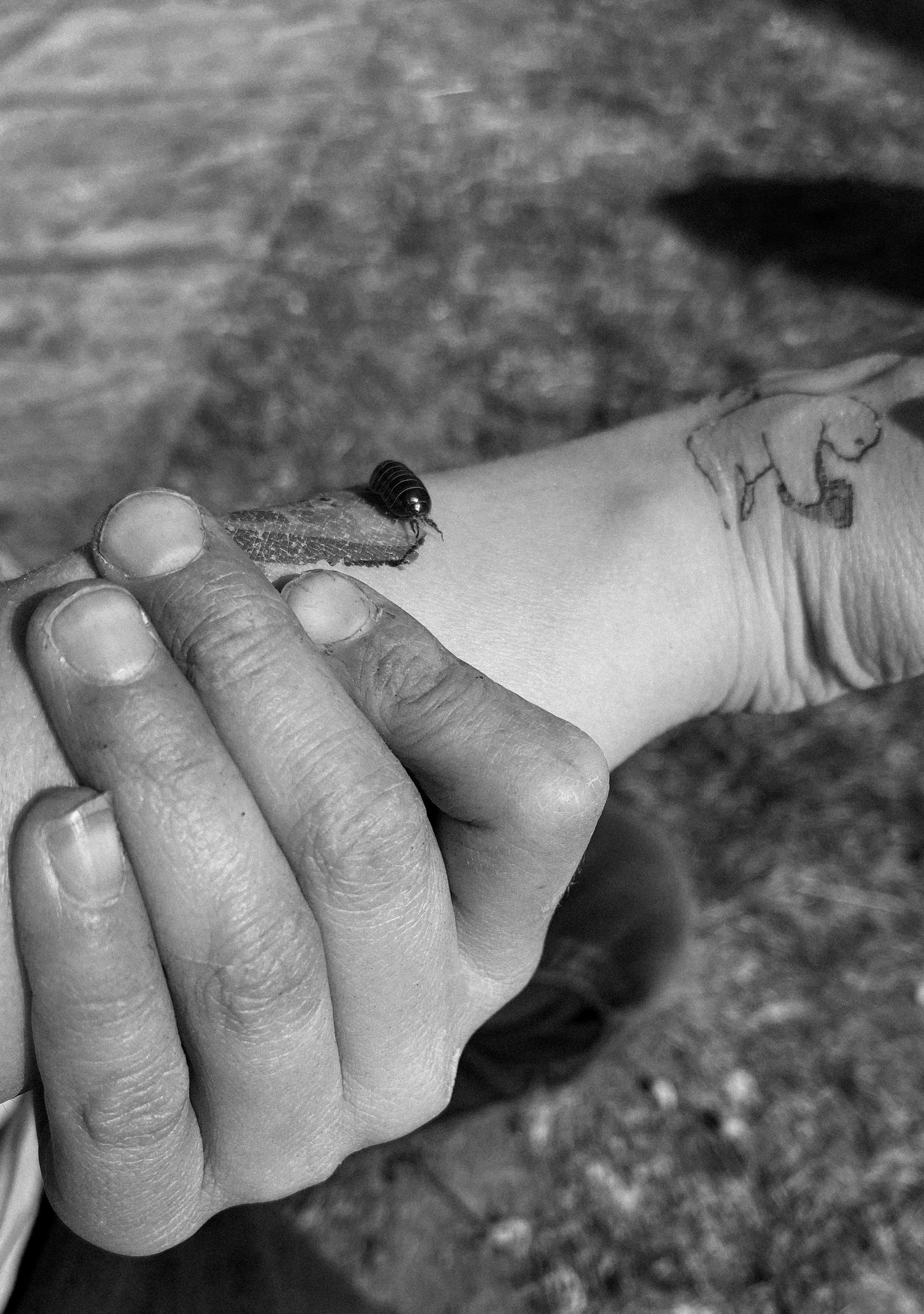 A tiny frog perches delicately on someone's hand in black and white.
