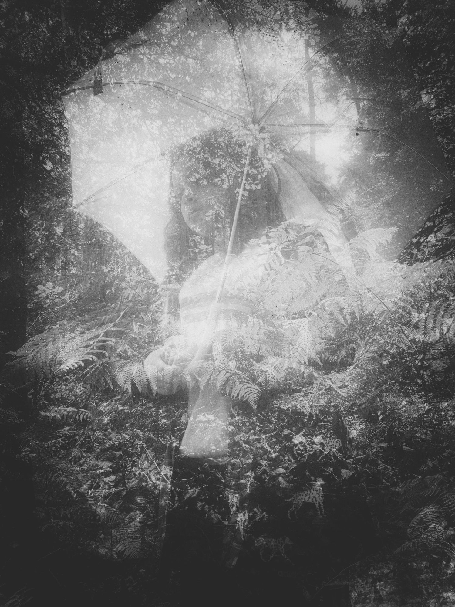 Misty black and white forest scene with ethereal light filtering through trees.