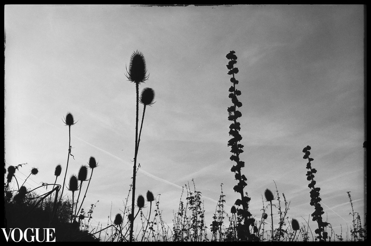 Black and white low angle view of thistles and tall wildflowers silhouetted against a moody sky with Vogue text overlay.