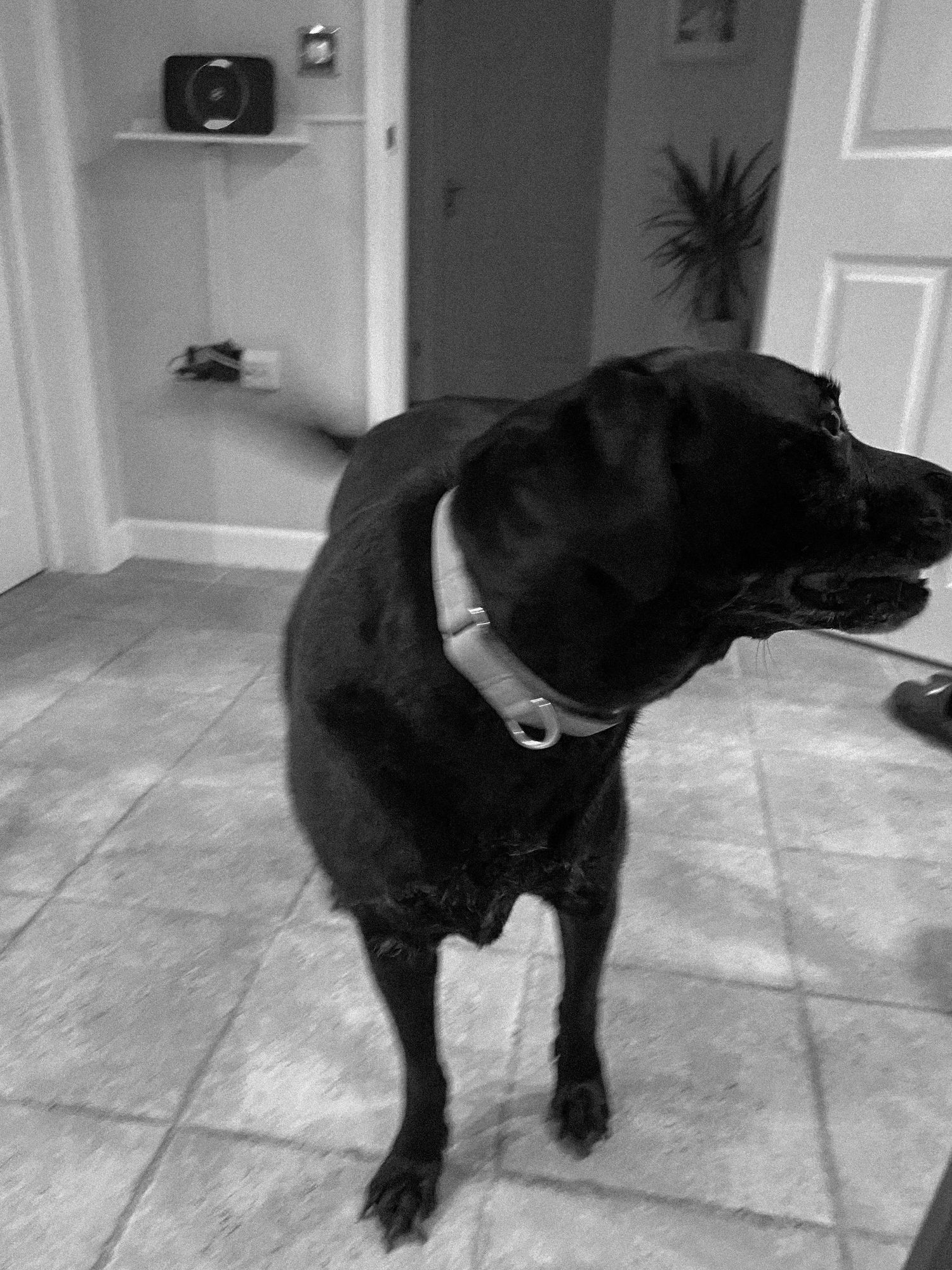 A black Labrador dog wearing a collar stands on tile flooring indoors.