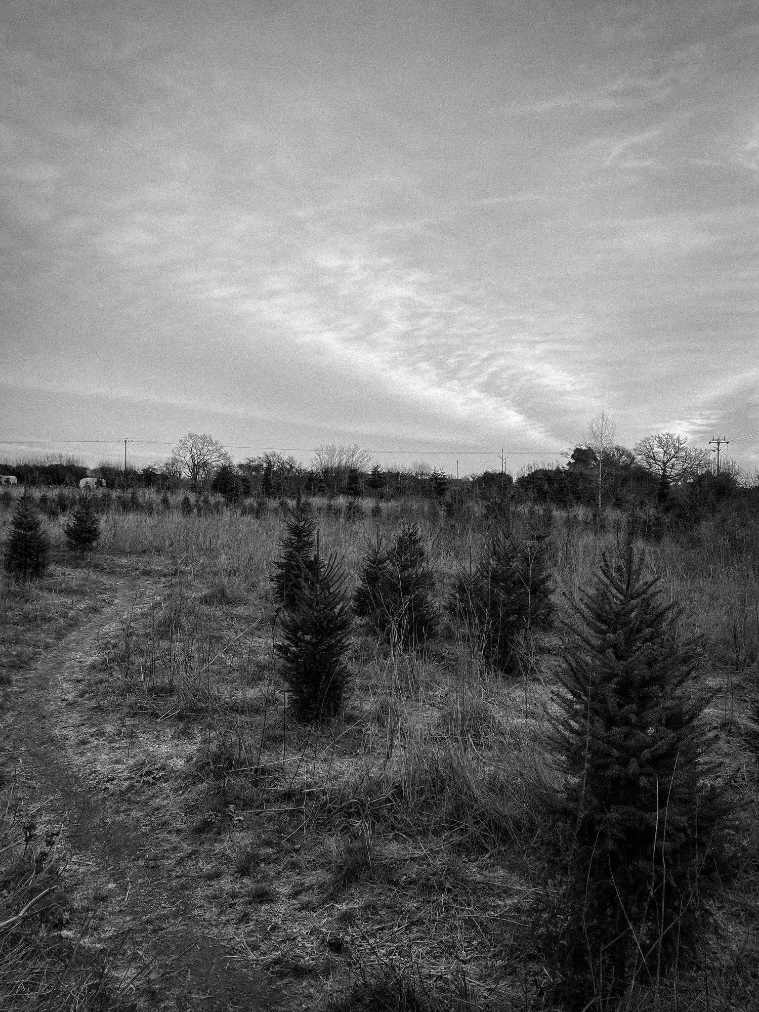 Black and white landscape of a barren field with scattered evergreen trees under cloudy skies.