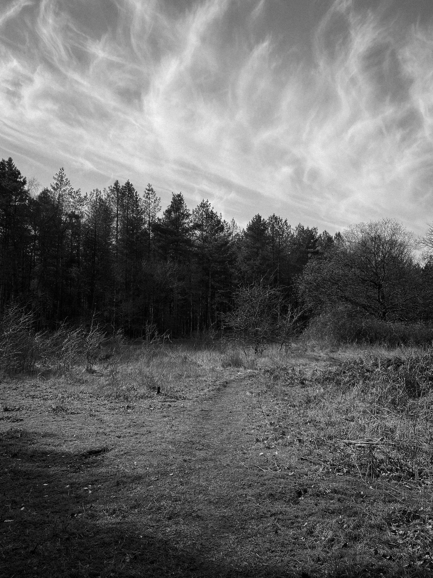 Dramatic wispy clouds stretch across a black and white landscape with silhouetted pine trees and an open field.