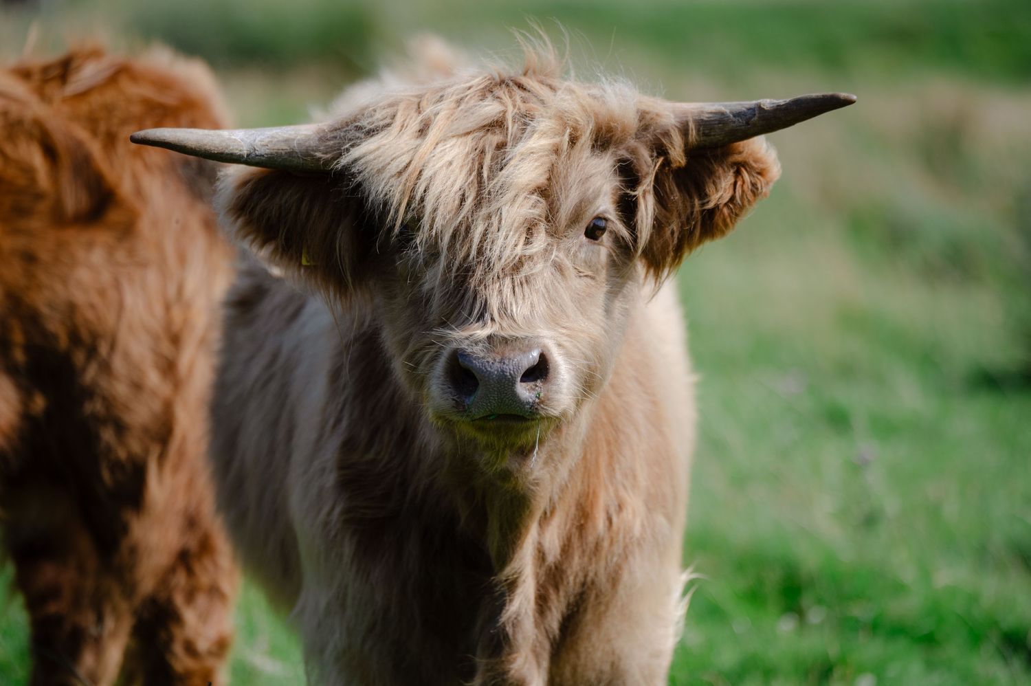 Shaggy highland cow standing in grassy field near wedding venue