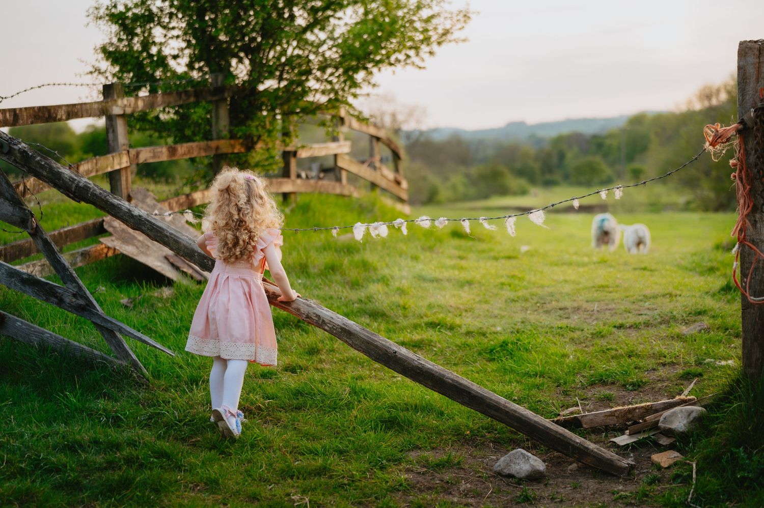 Young girl in a pink dress walking toward a wooden fence in a wide open field, with distant sheep grazing under the evening light.
