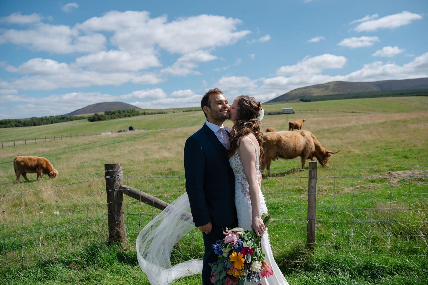 Bride and groom standing in countryside field with cows and bride’s veil blowing in the wind