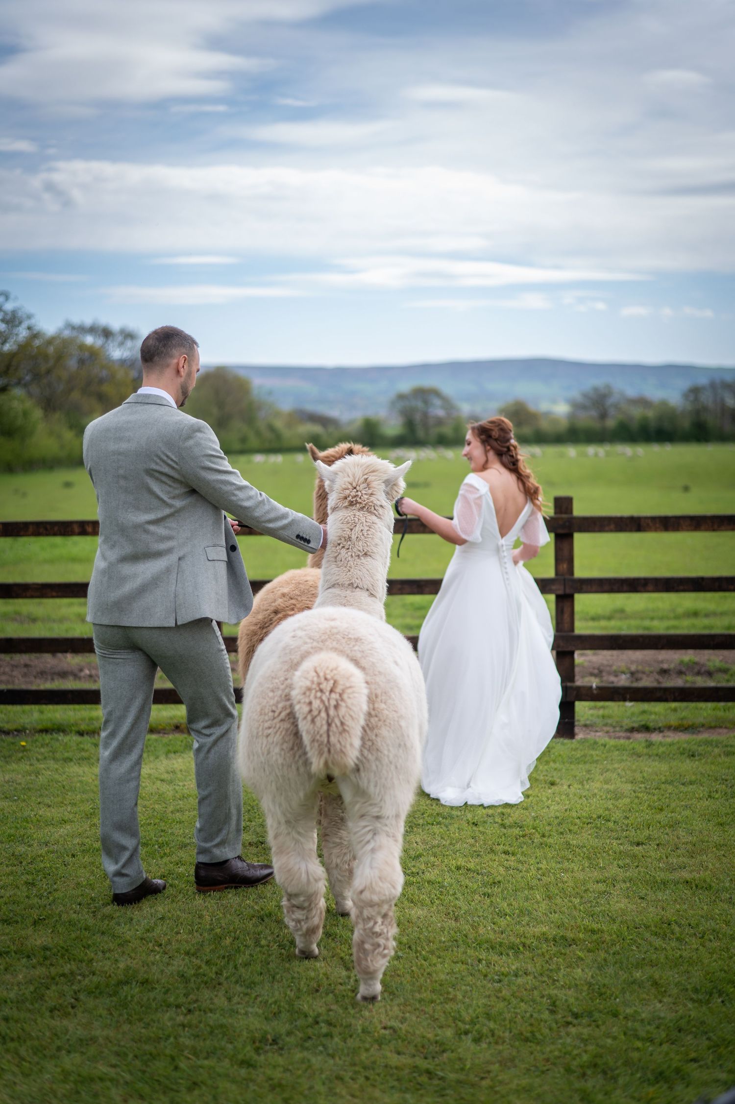 Bride and groom walking hand-in-hand through a field, accompanied by their dog on a lead, with a wooden fence and countryside views ahead.