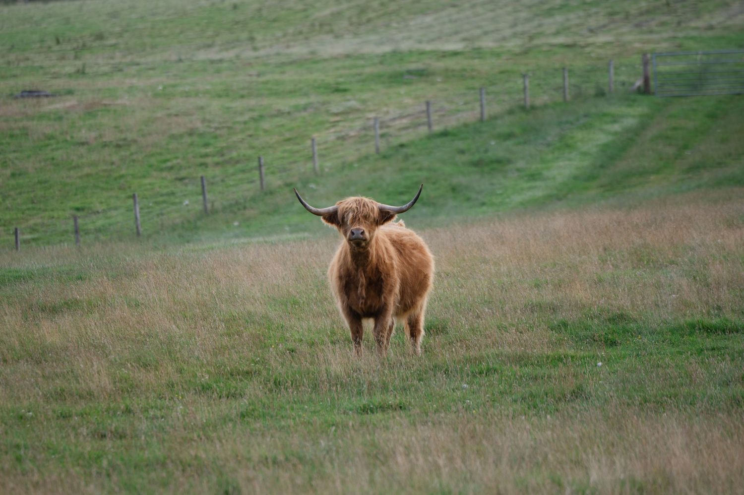 Highland cow grazing in a field with hills in the background