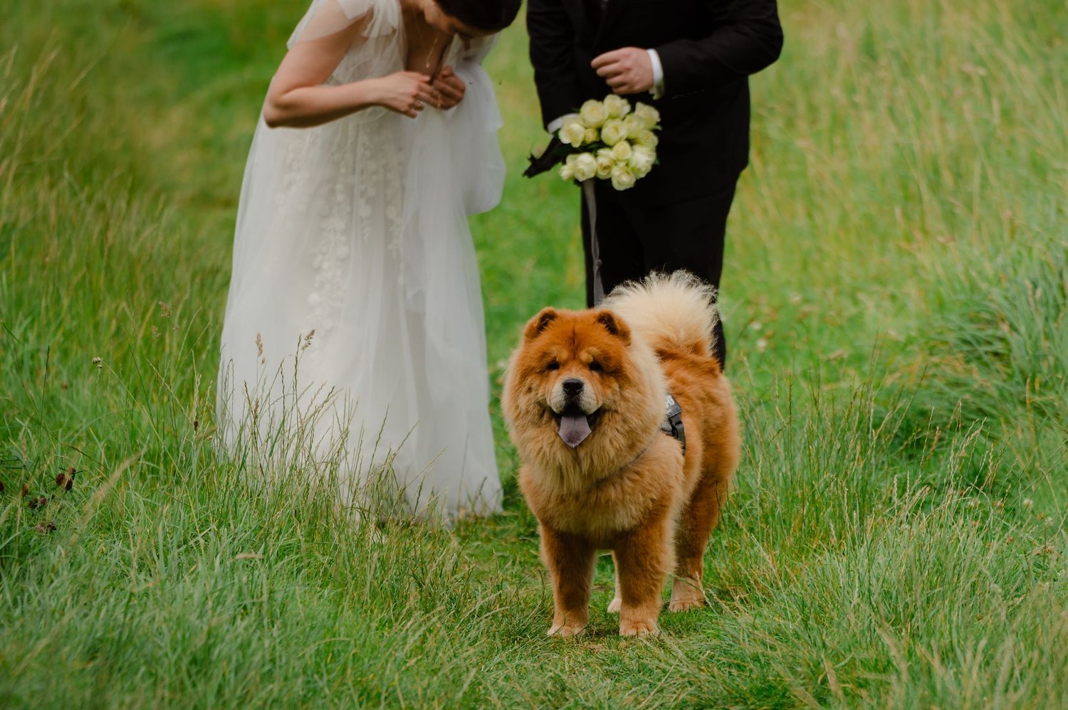 Chow Chow dog sitting in tall grass during a countryside wedding shoot